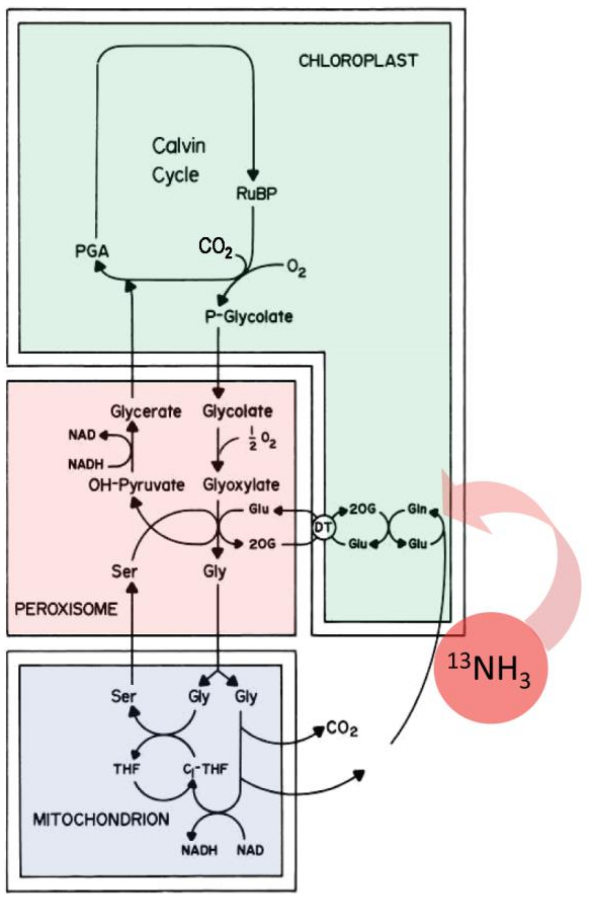 Plants 09 00851 g009