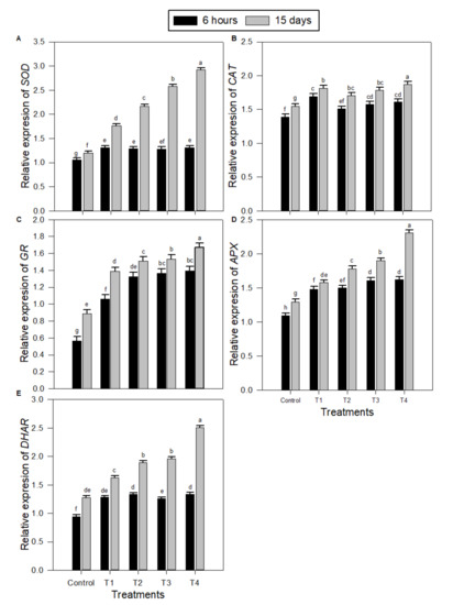 Plants Free Full Text Melatonin Regulatory Mechanisms And Phylogenetic Analyses Of Melatonin Biosynthesis Related Genes Extracted From Peanut Under Salinity Stress Html