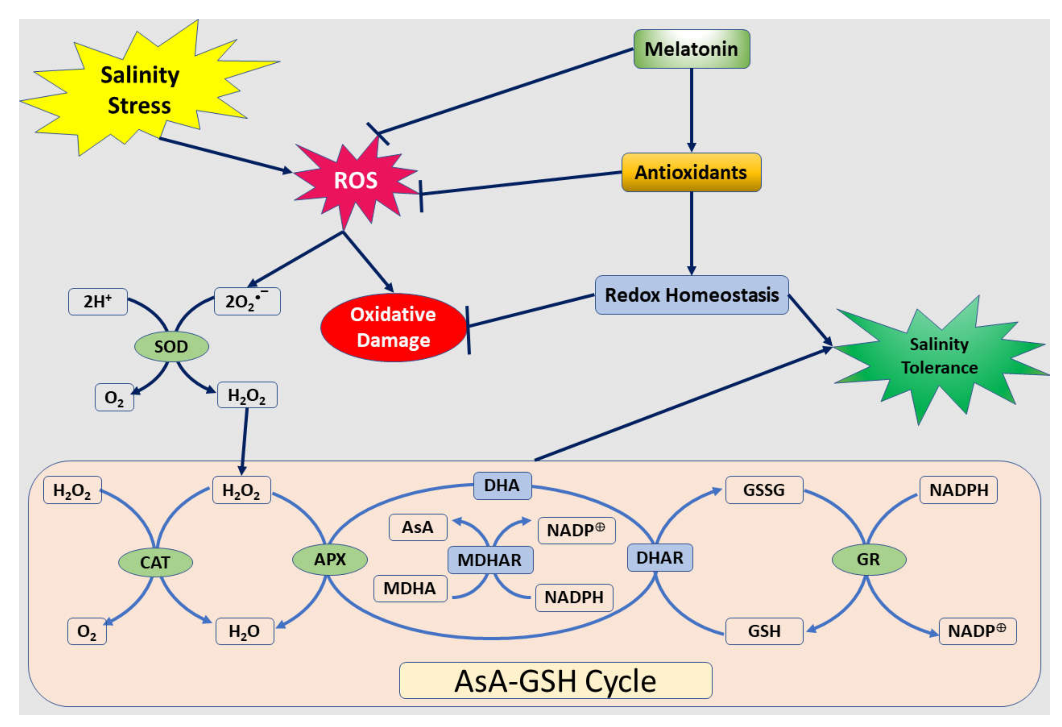 Plants Free Full Text Melatonin Regulatory Mechanisms And Phylogenetic Analyses Of Melatonin Biosynthesis Related Genes Extracted From Peanut Under Salinity Stress Html