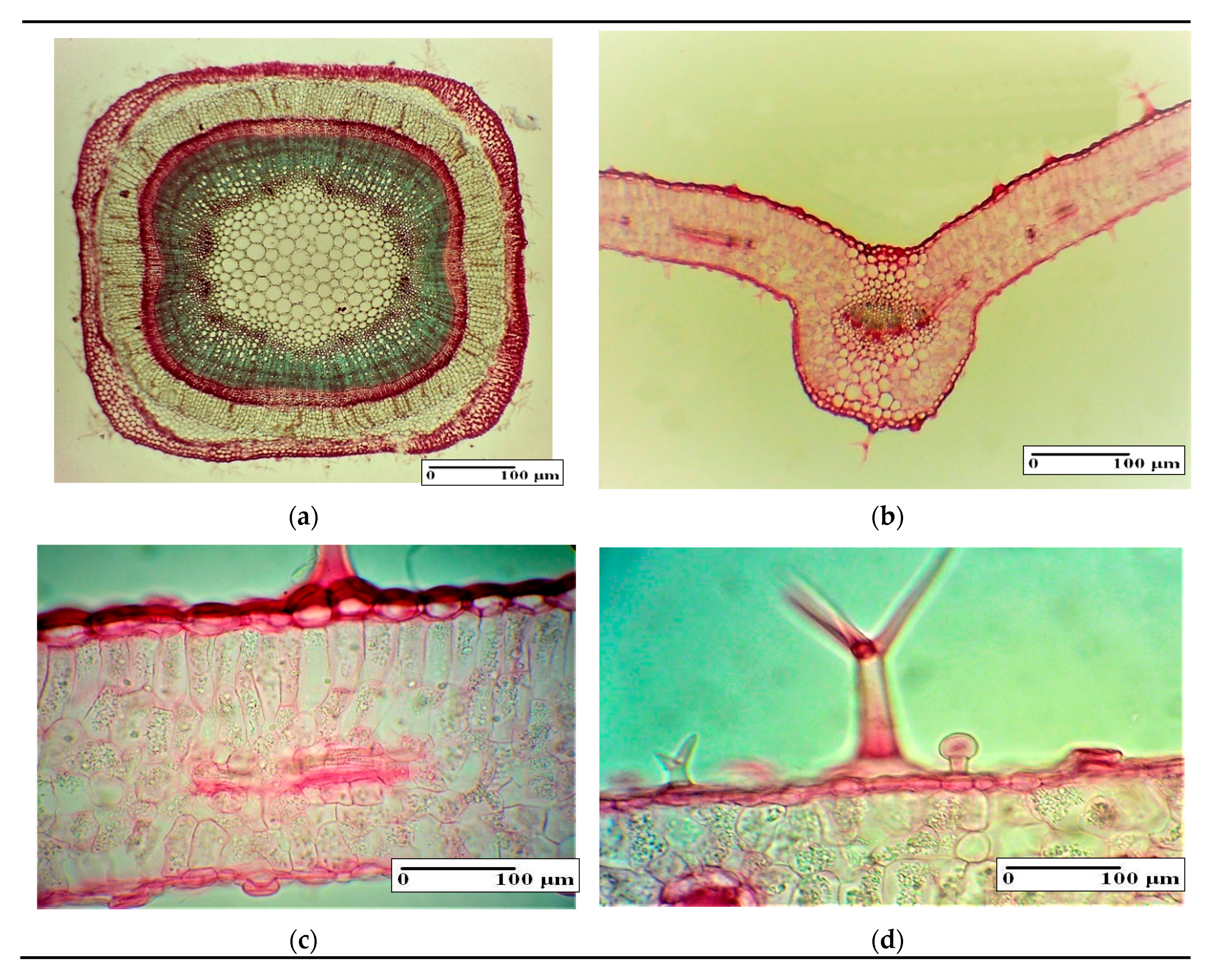 Plants 09 00859 g002