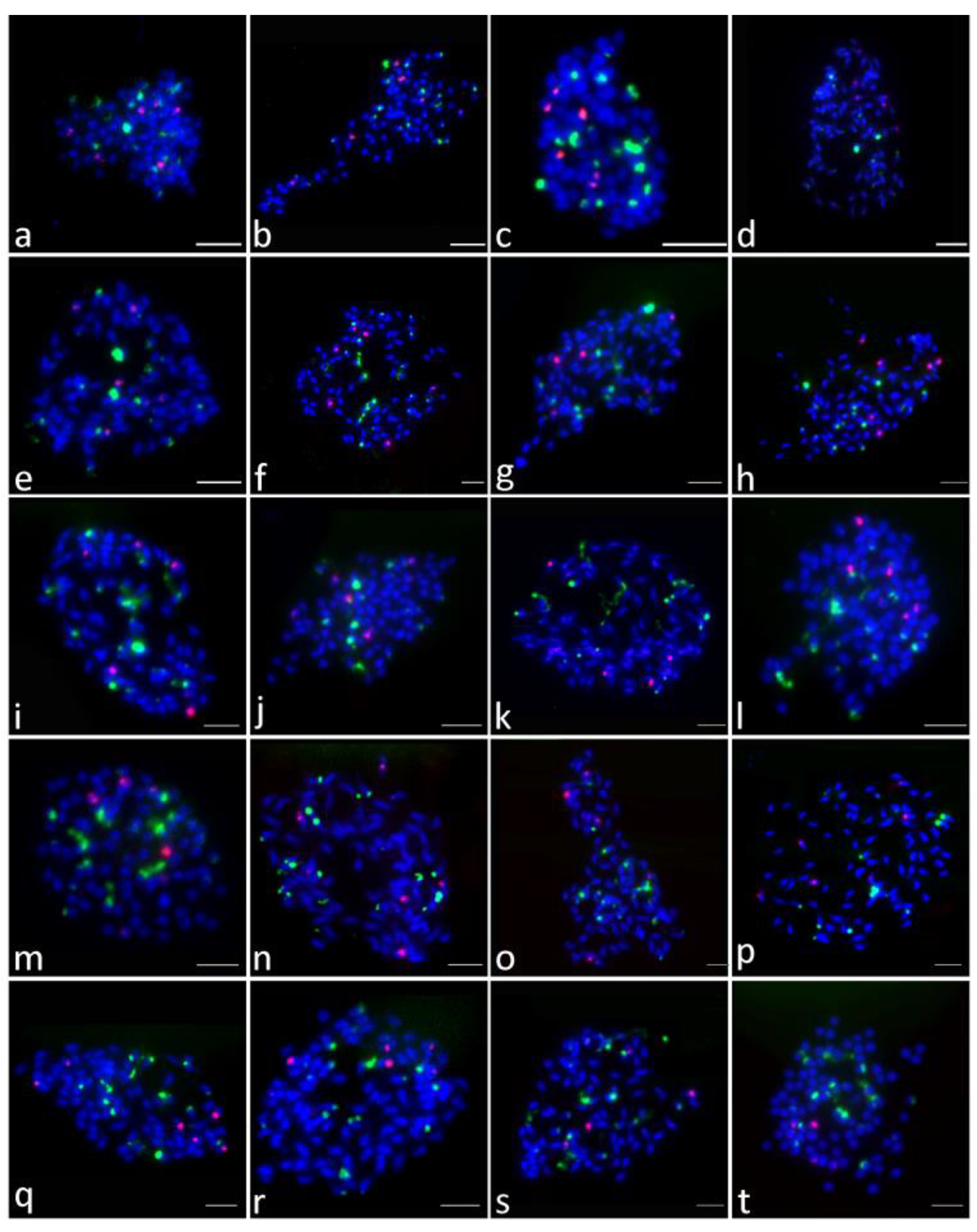 Plants 09 00865 g004