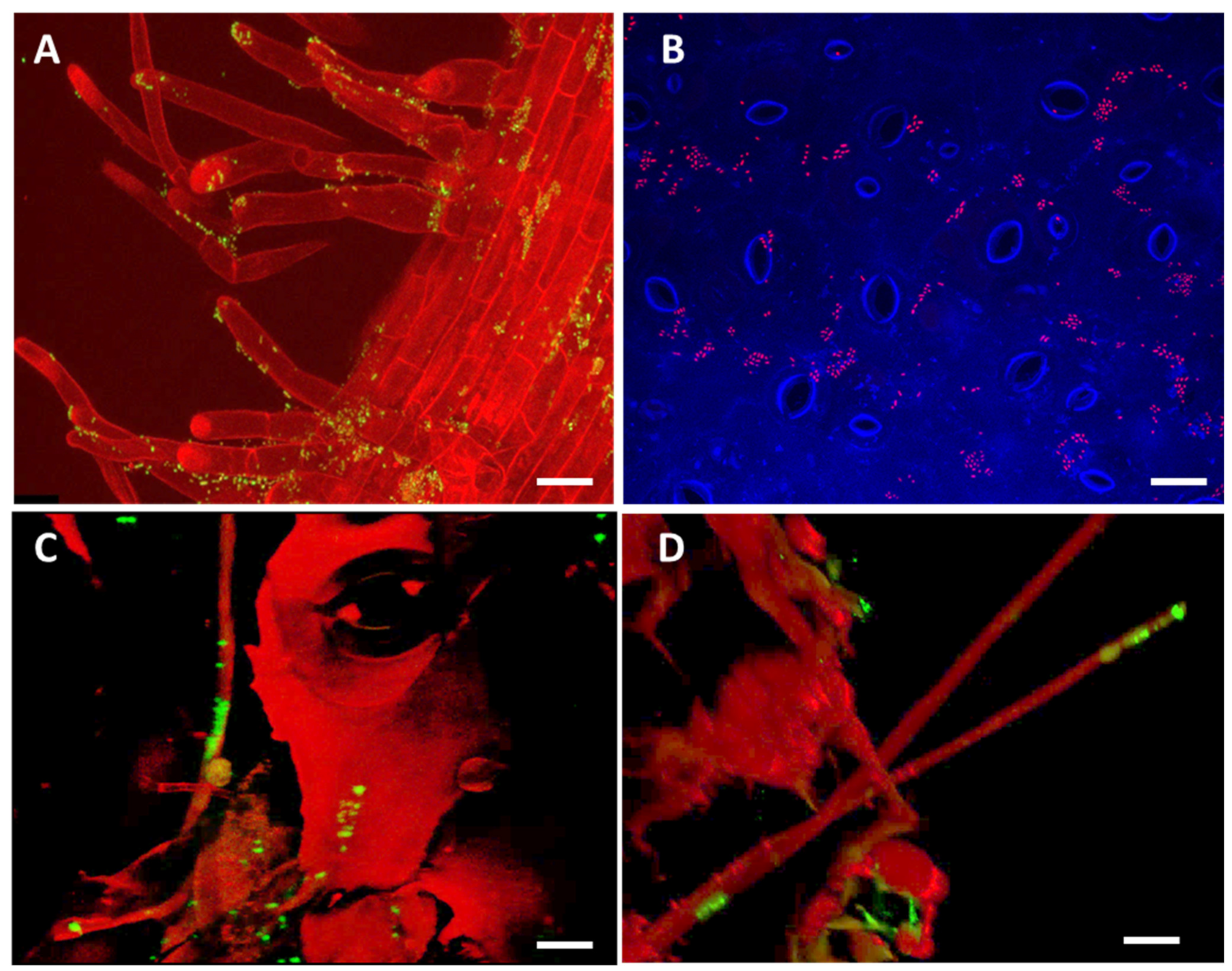 Plants 09 00866 g003
