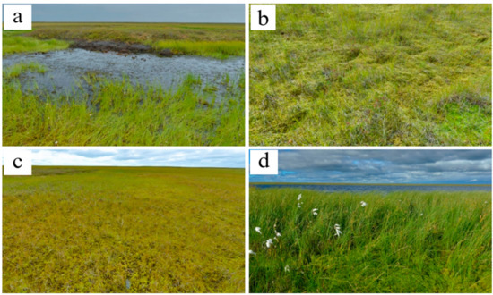 Lake Drainage in Permafrost Regions Produces Variable Plant Communities ...