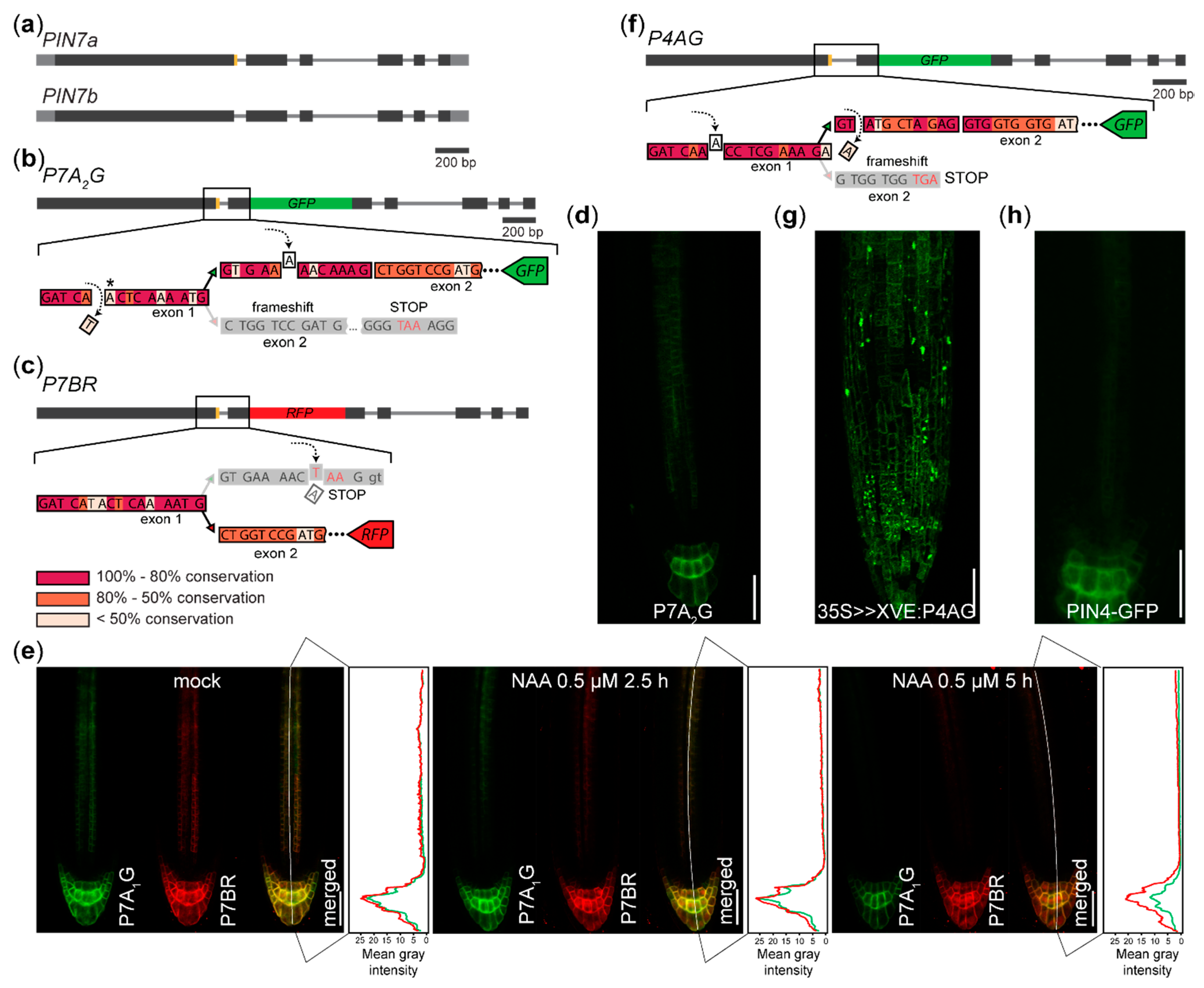 Plants 09 00868 g002 Plants 09 00868 g002