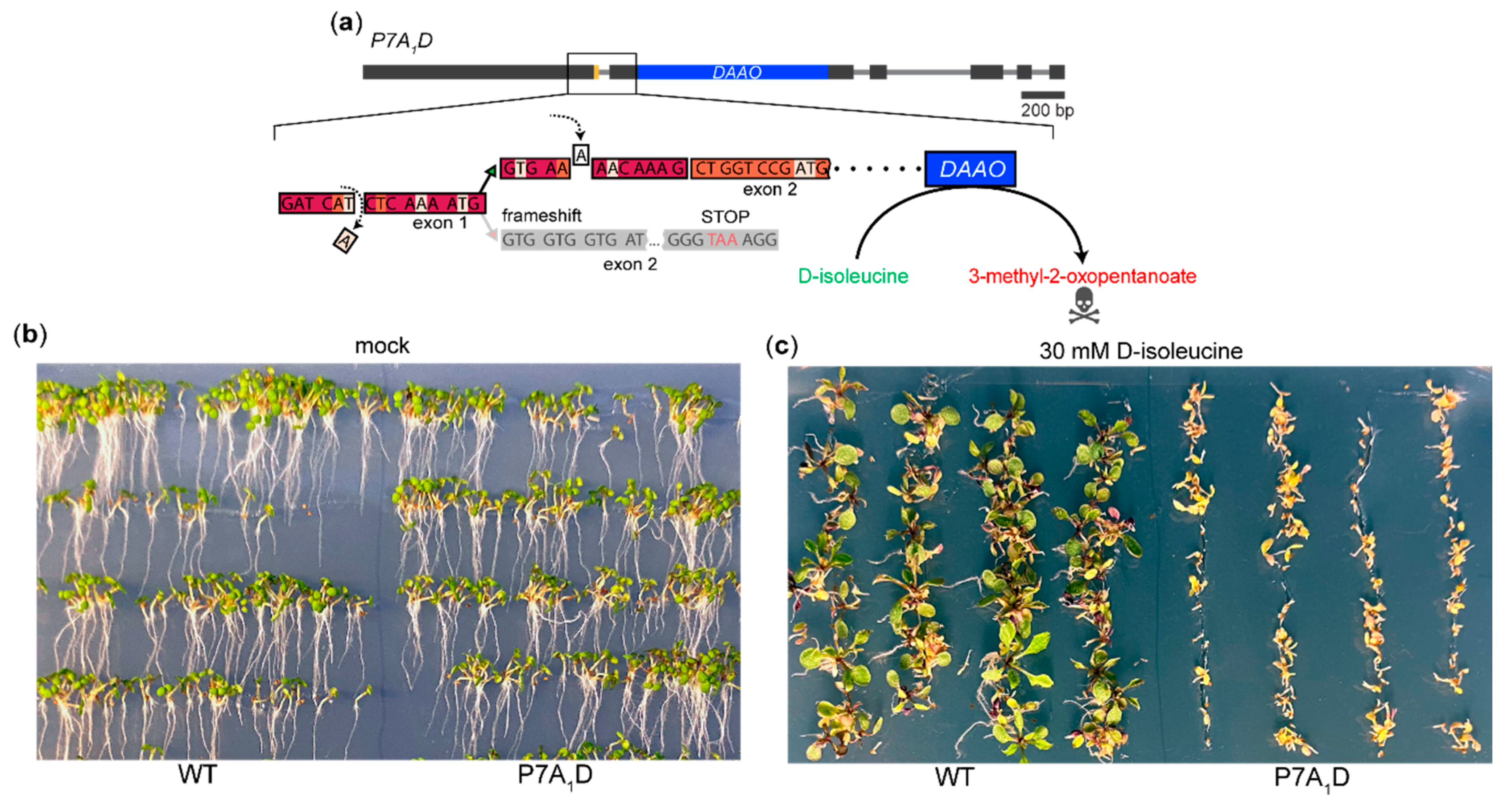 Plants 09 00868 g003 Plants 09 00868 g003