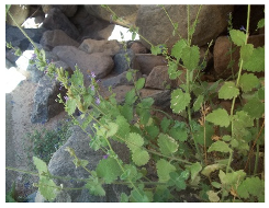 Plants 09 00869 i001 Plants 09 00869 i001