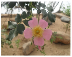 Plants 09 00869 i004 Plants 09 00869 i004