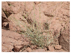 Plants 09 00869 i005 Plants 09 00869 i005