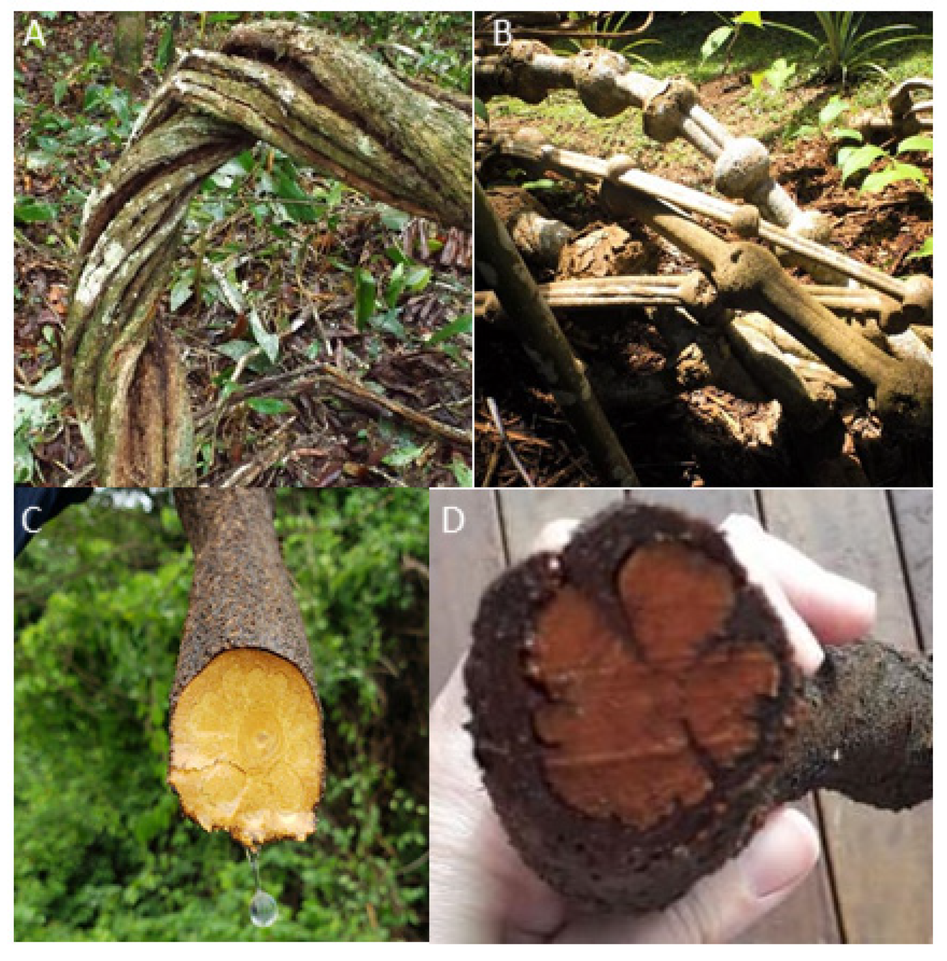 Plants | Free Full-Text | Biodiversity of β-Carboline Profile of Banisteriopsis and Ayahuasca, a Plant and a Brew with Neuropharmacological