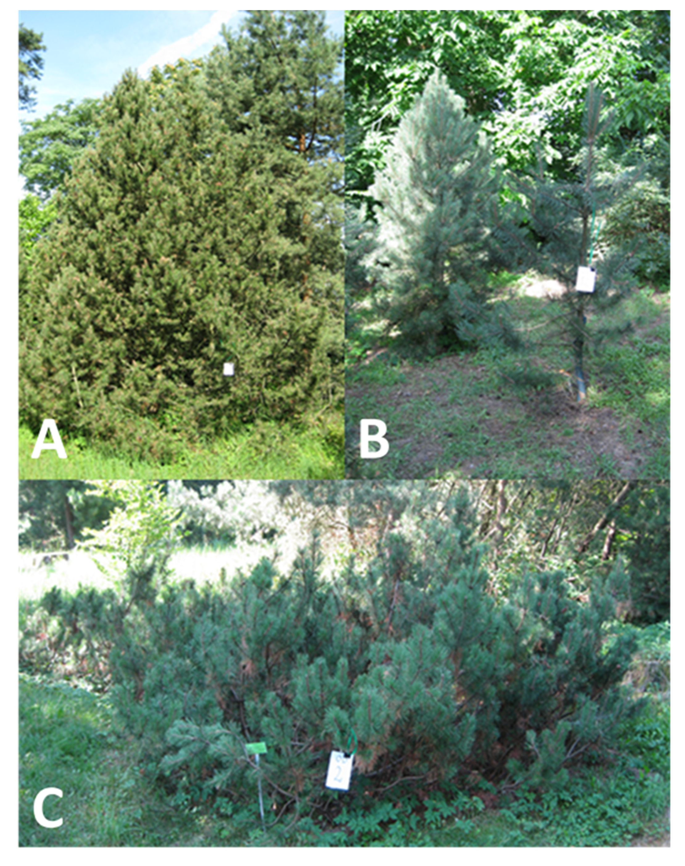 Plants 09 00872 g005