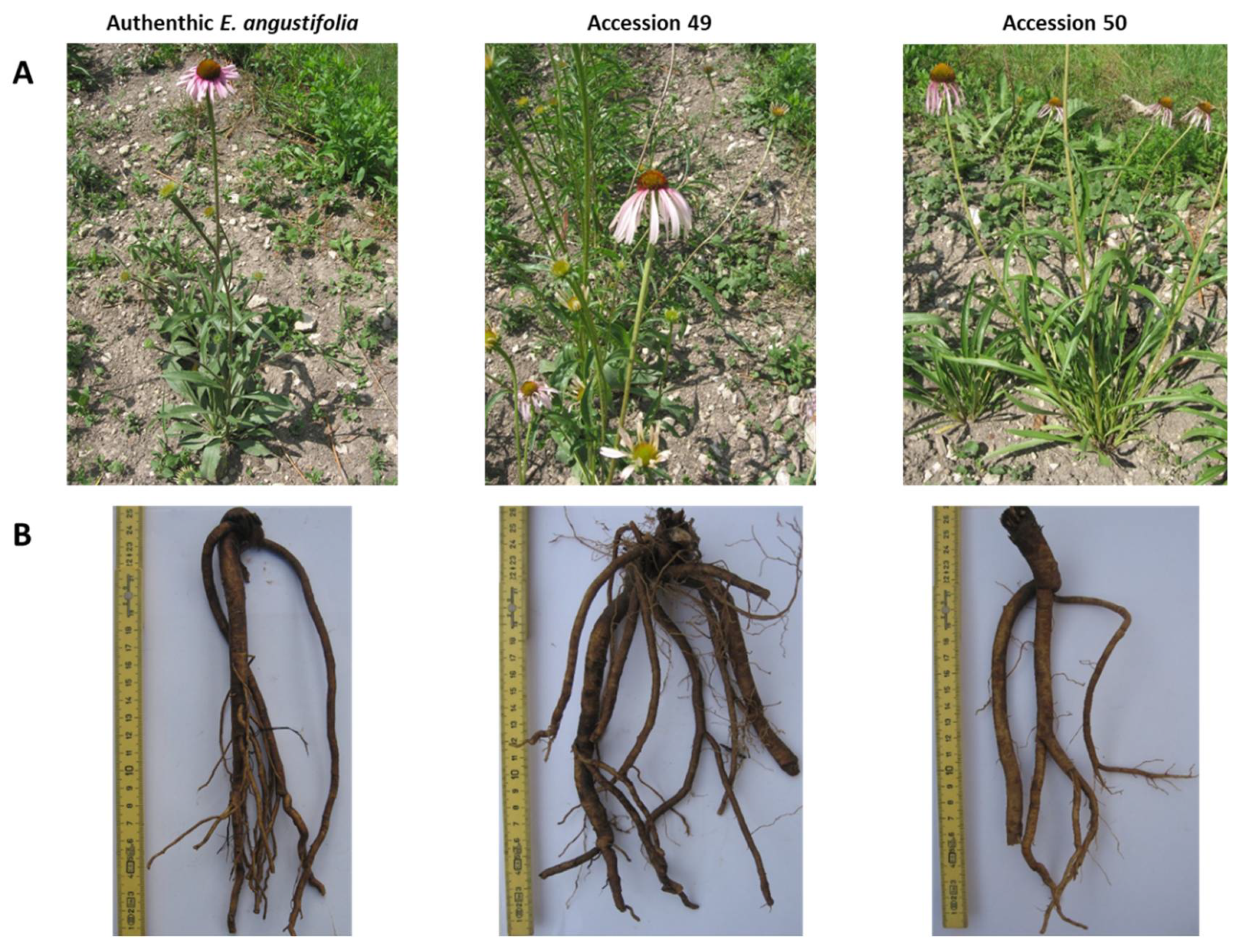 Plants 09 00873 g003 Plants 09 00873 g003