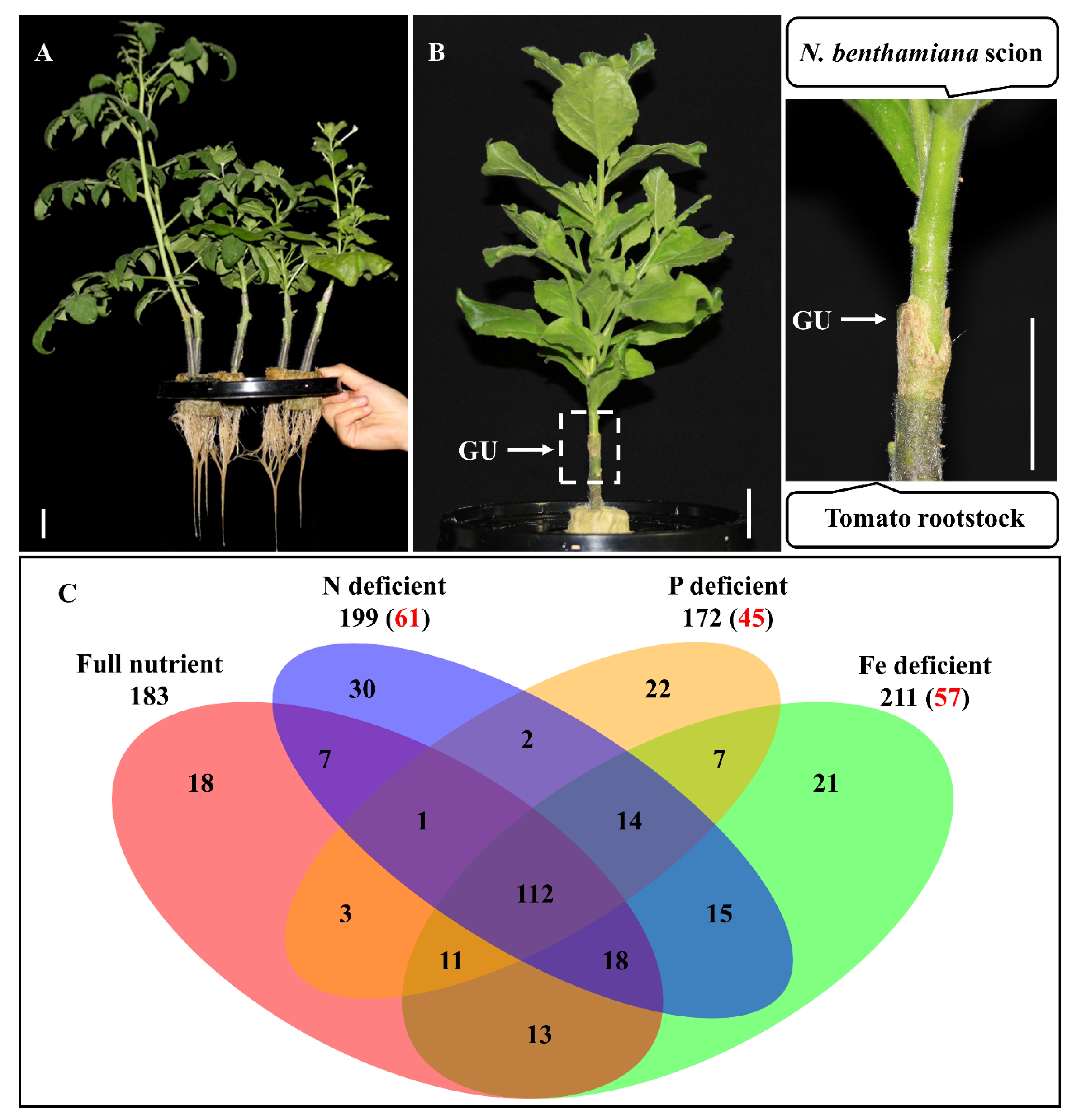 Plants 09 00876 g001