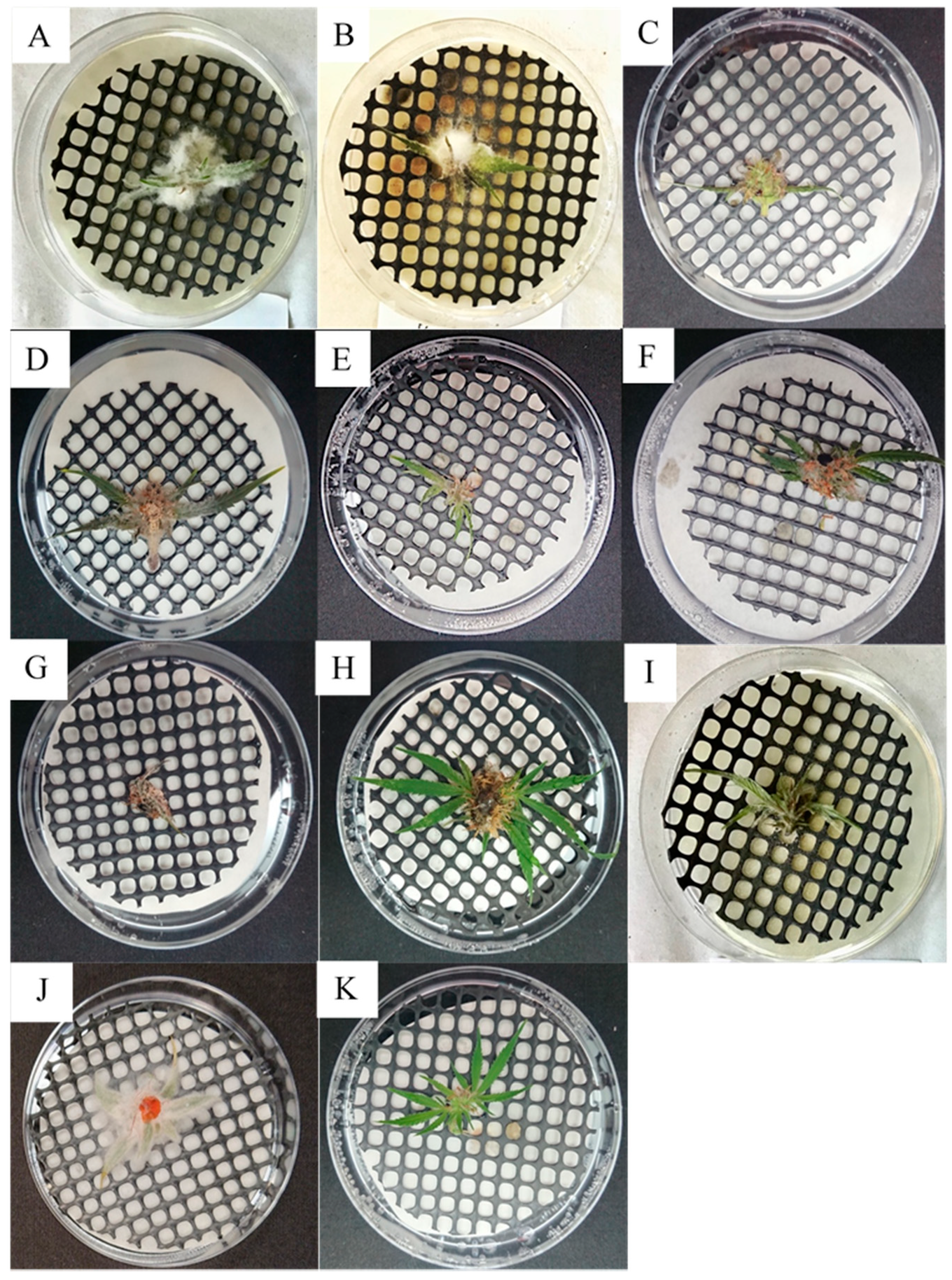 Plants 09 00882 g002