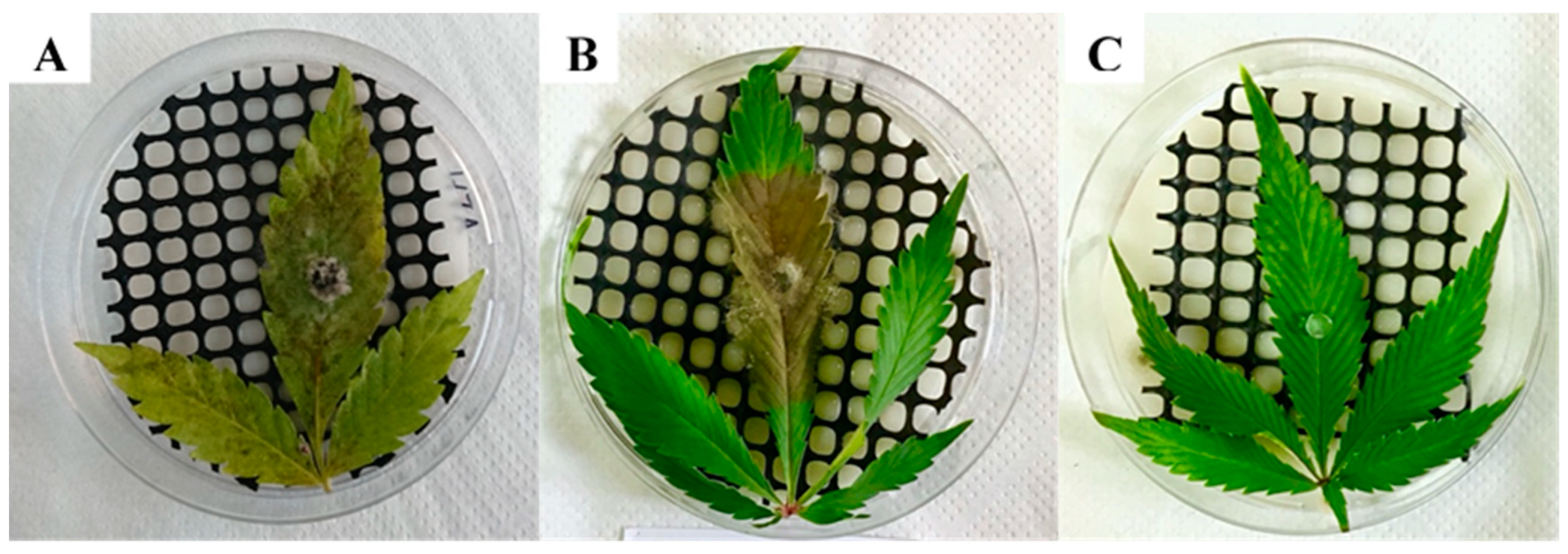 Plants 09 00882 g003