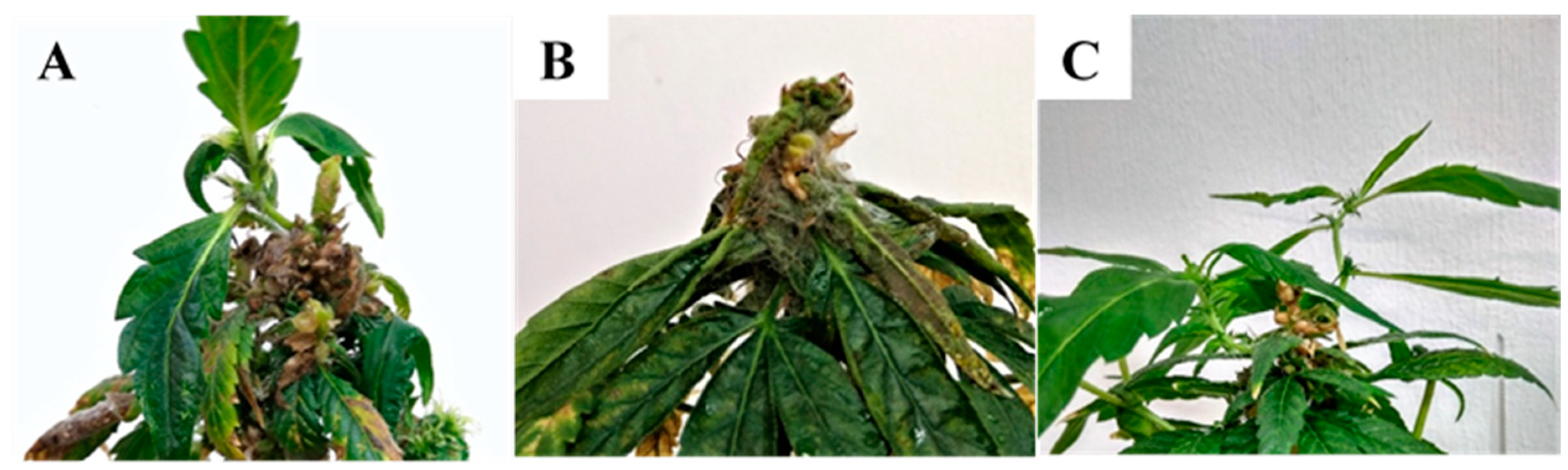 Plants 09 00882 g004