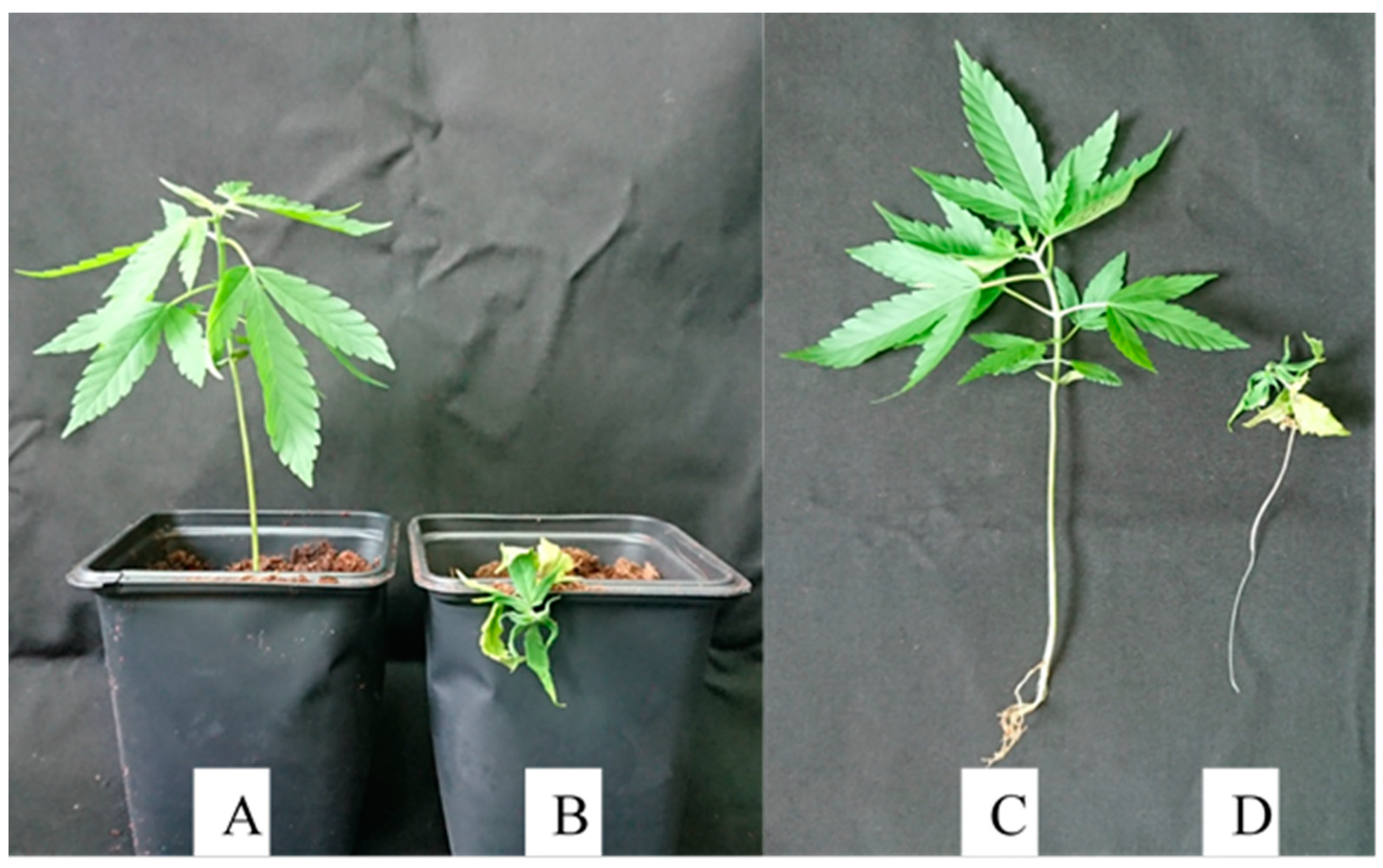 Plants 09 00882 g005