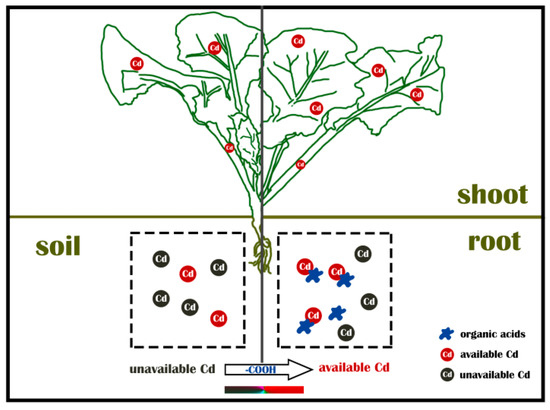 Functional Analysis of Organic Acids on Different Oilseed