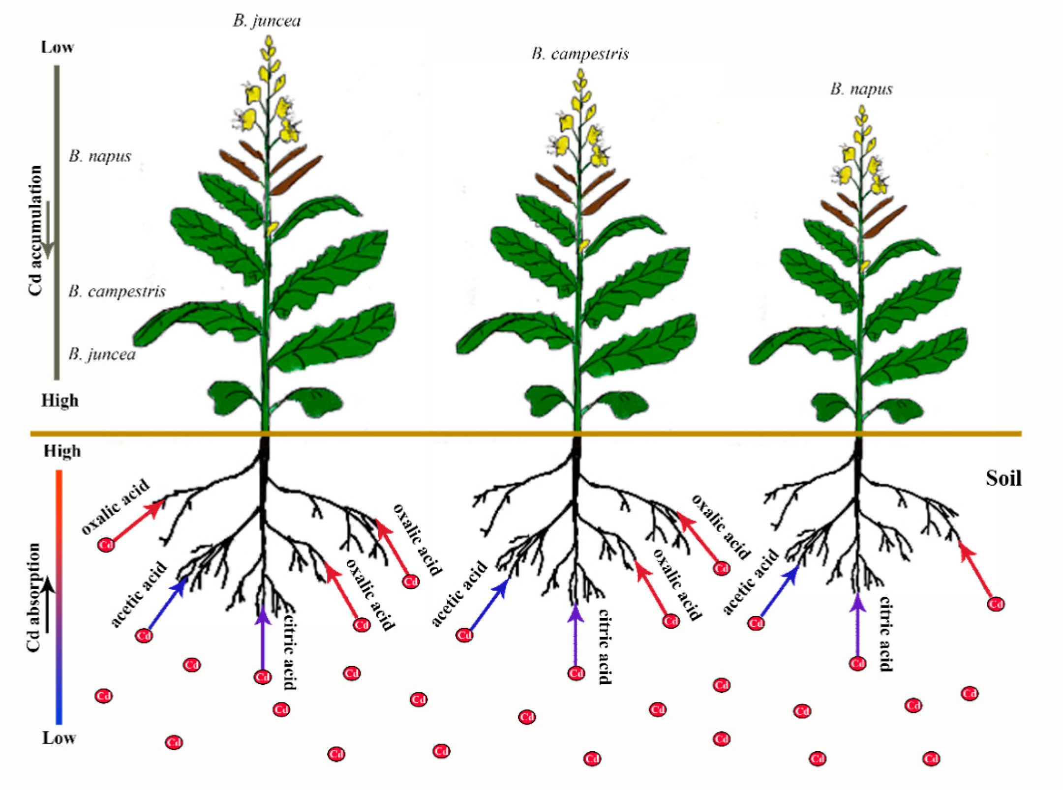 Plants 09 00884 g007