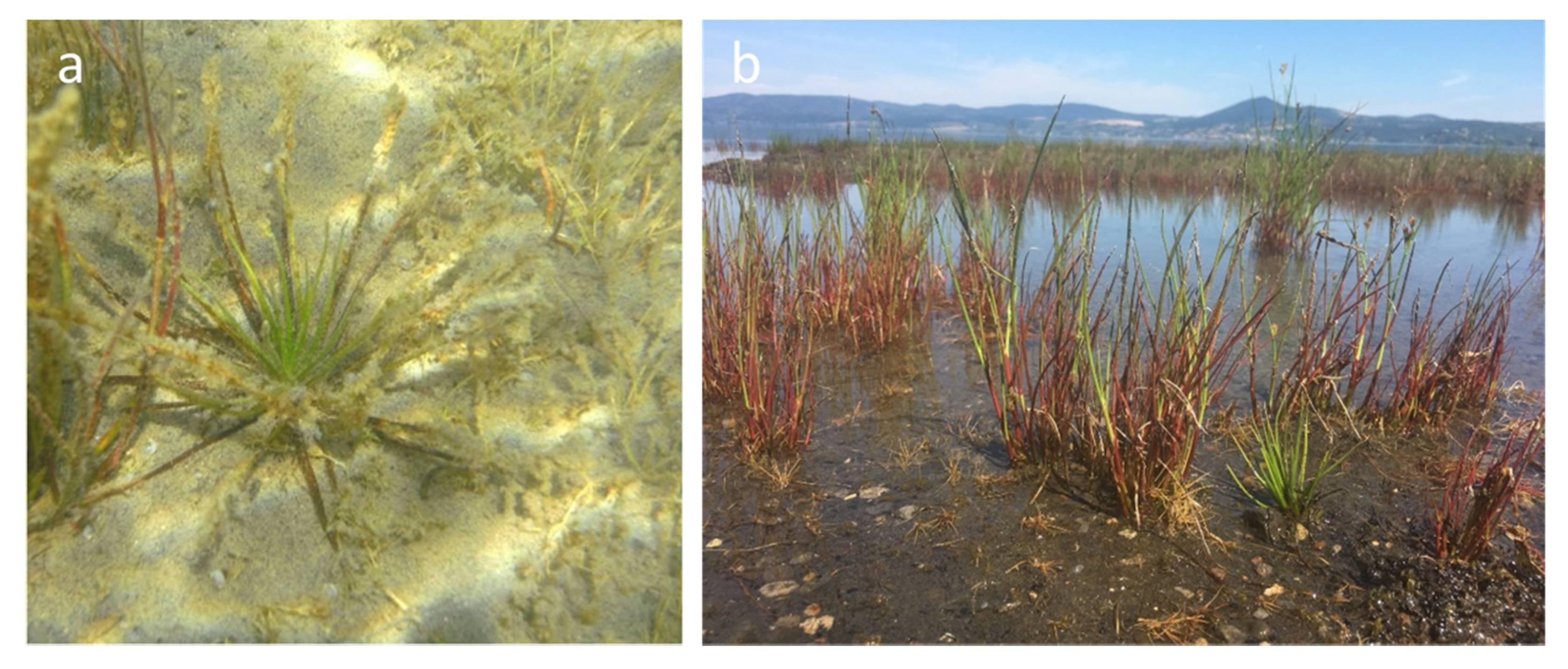 Plants 09 00887 g001 Plants 09 00887 g001