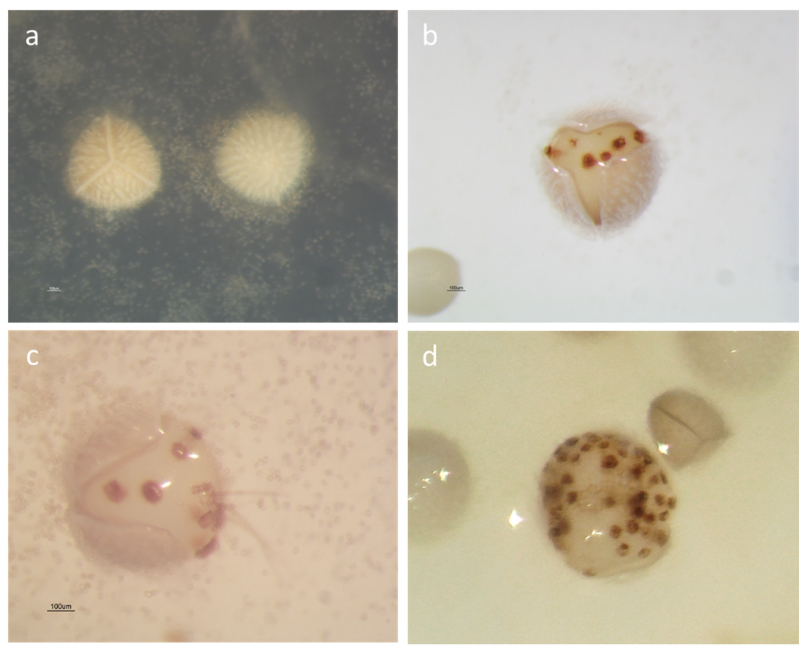 Plants 09 00887 g002 Plants 09 00887 g002