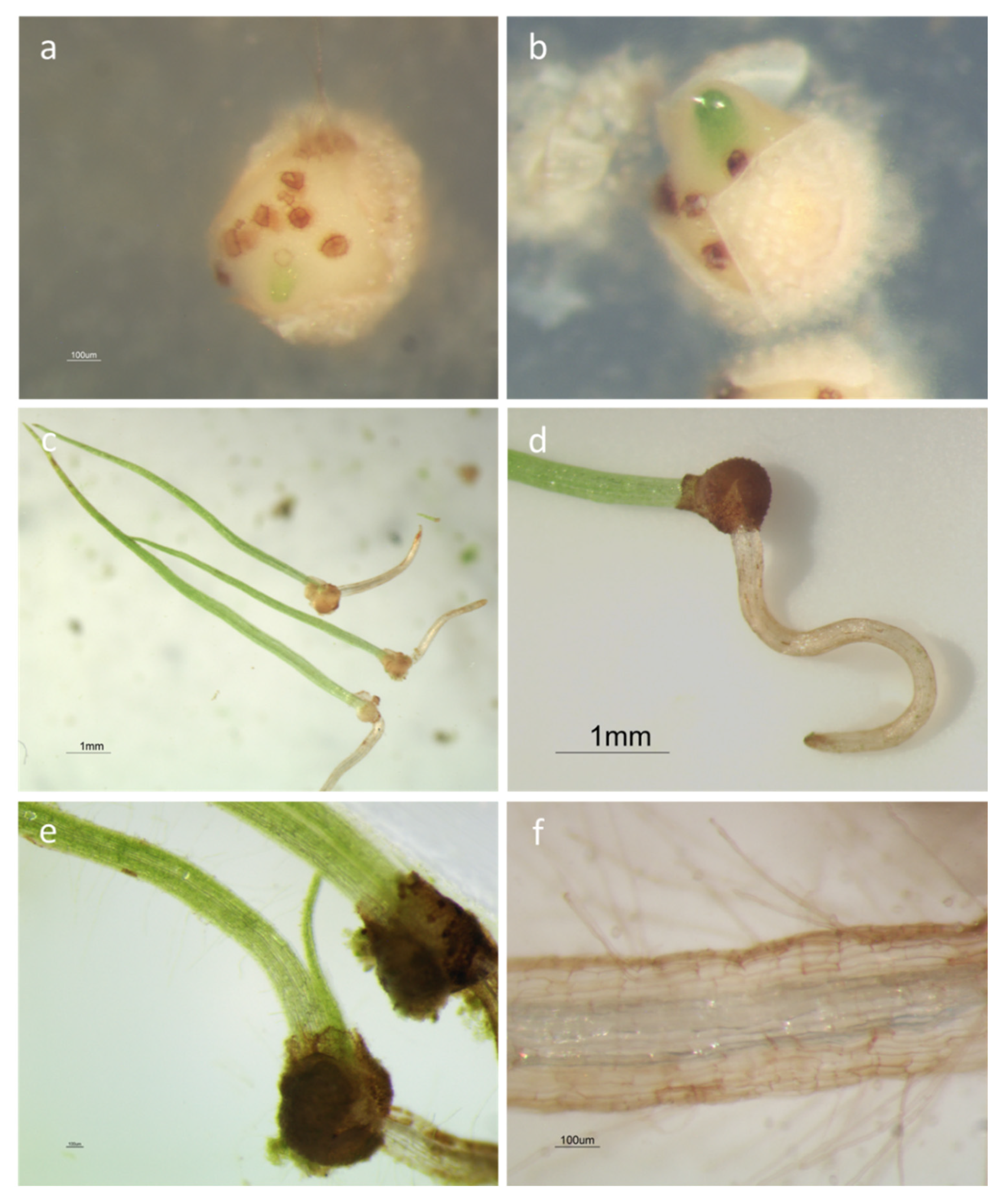 Plants 09 00887 g003 Plants 09 00887 g003