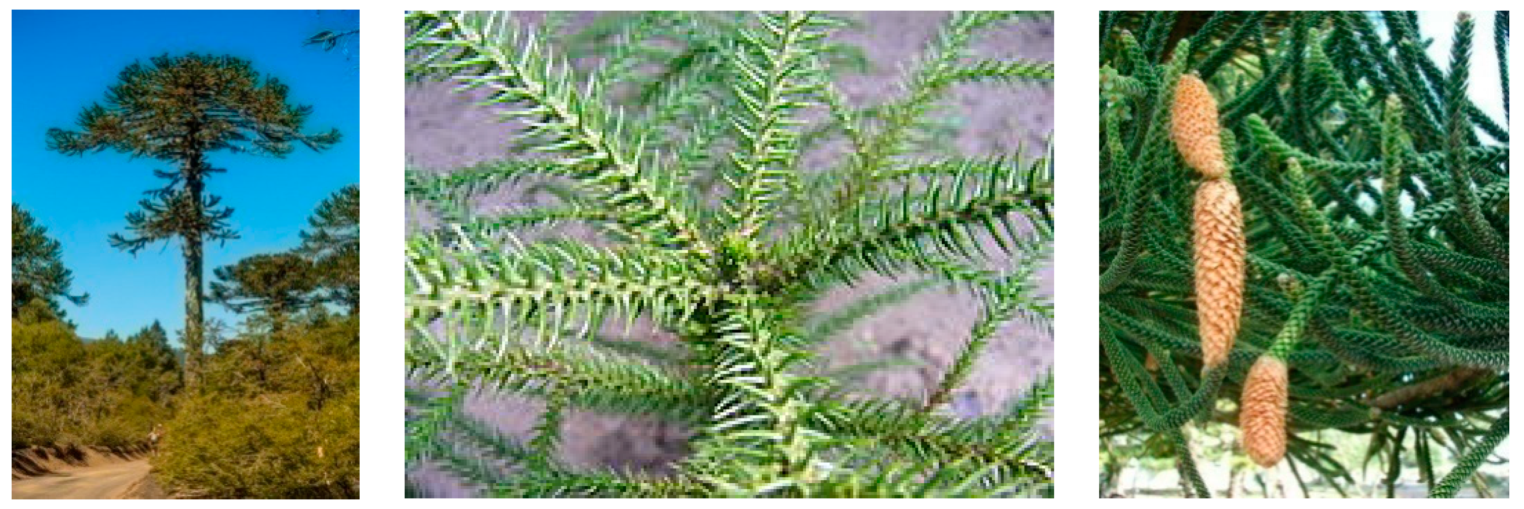 Plants 09 00888 g002