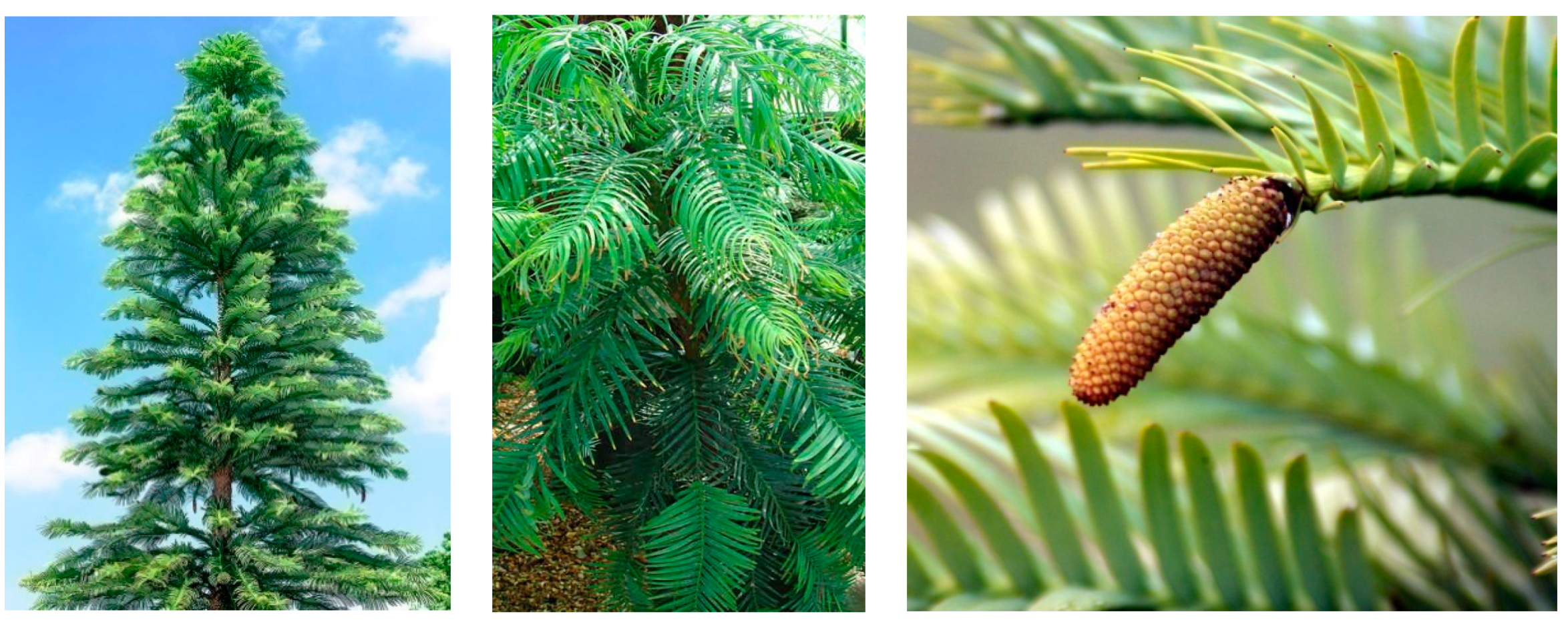 Plants 09 00888 g003