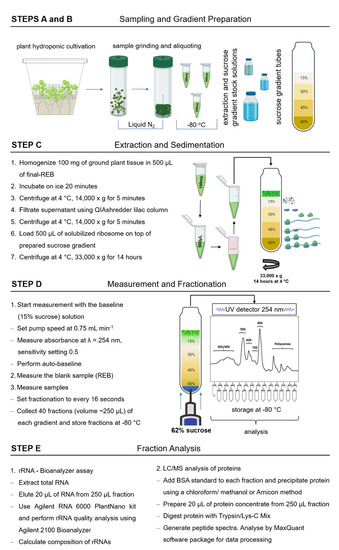 Plants Free Full Text Separation And Paired Proteome Profiling Of Plant Chloroplast And Cytoplasmic Ribosomes Html Plants Free Full Text Separation And Paired Proteome Profiling Of Plant Chloroplast And Cytoplasmic Ribosomes Html