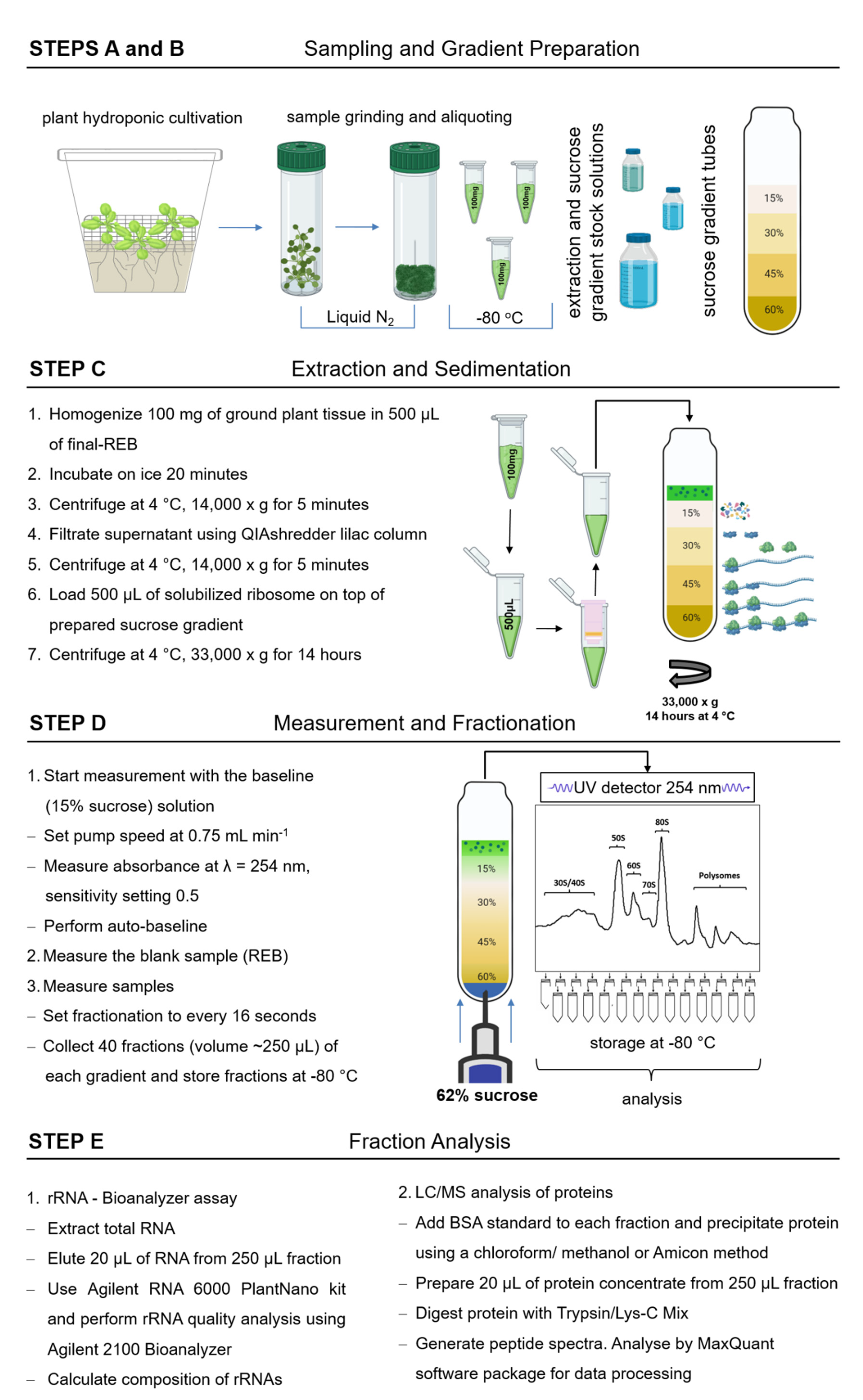 Plants Free Full Text Separation And Paired Proteome Profiling Of Plant Chloroplast And Cytoplasmic Ribosomes Html