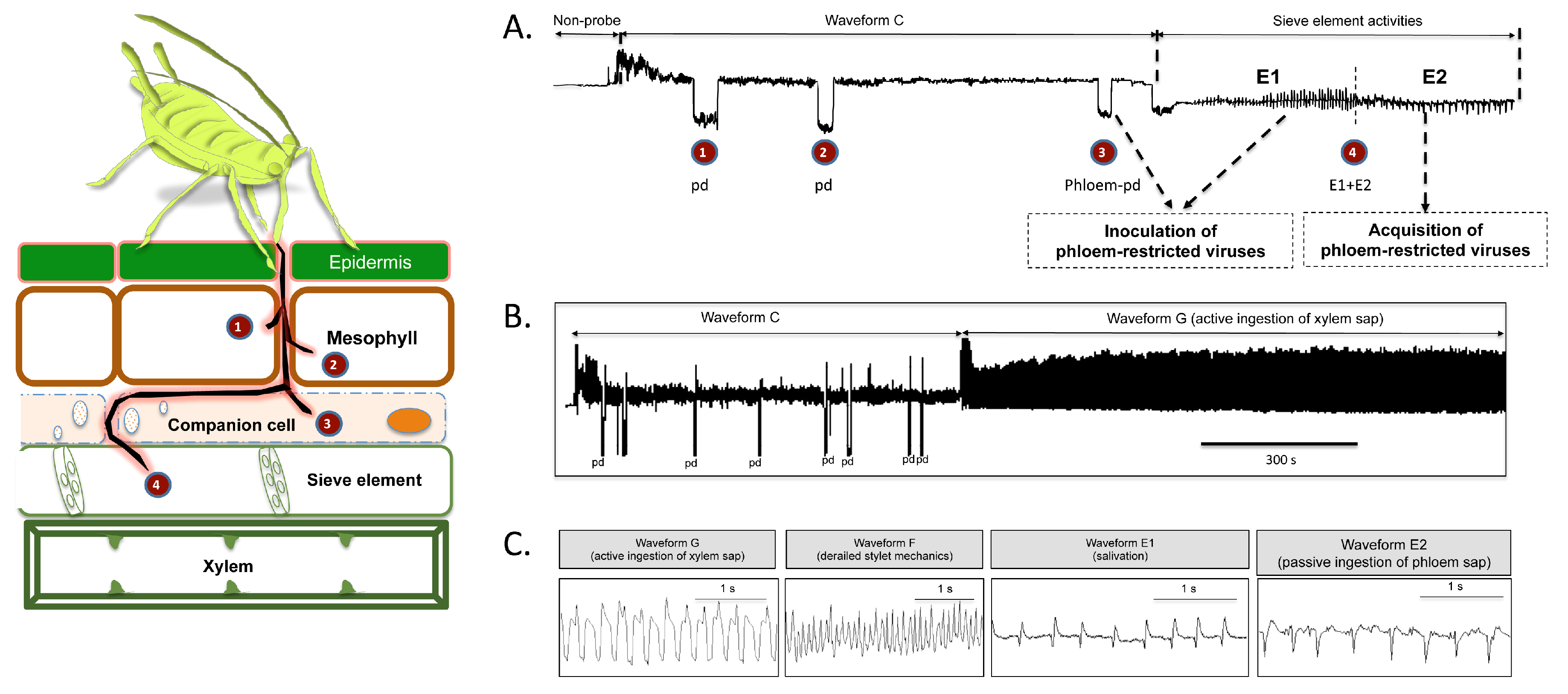 Plants 09 00895 g001