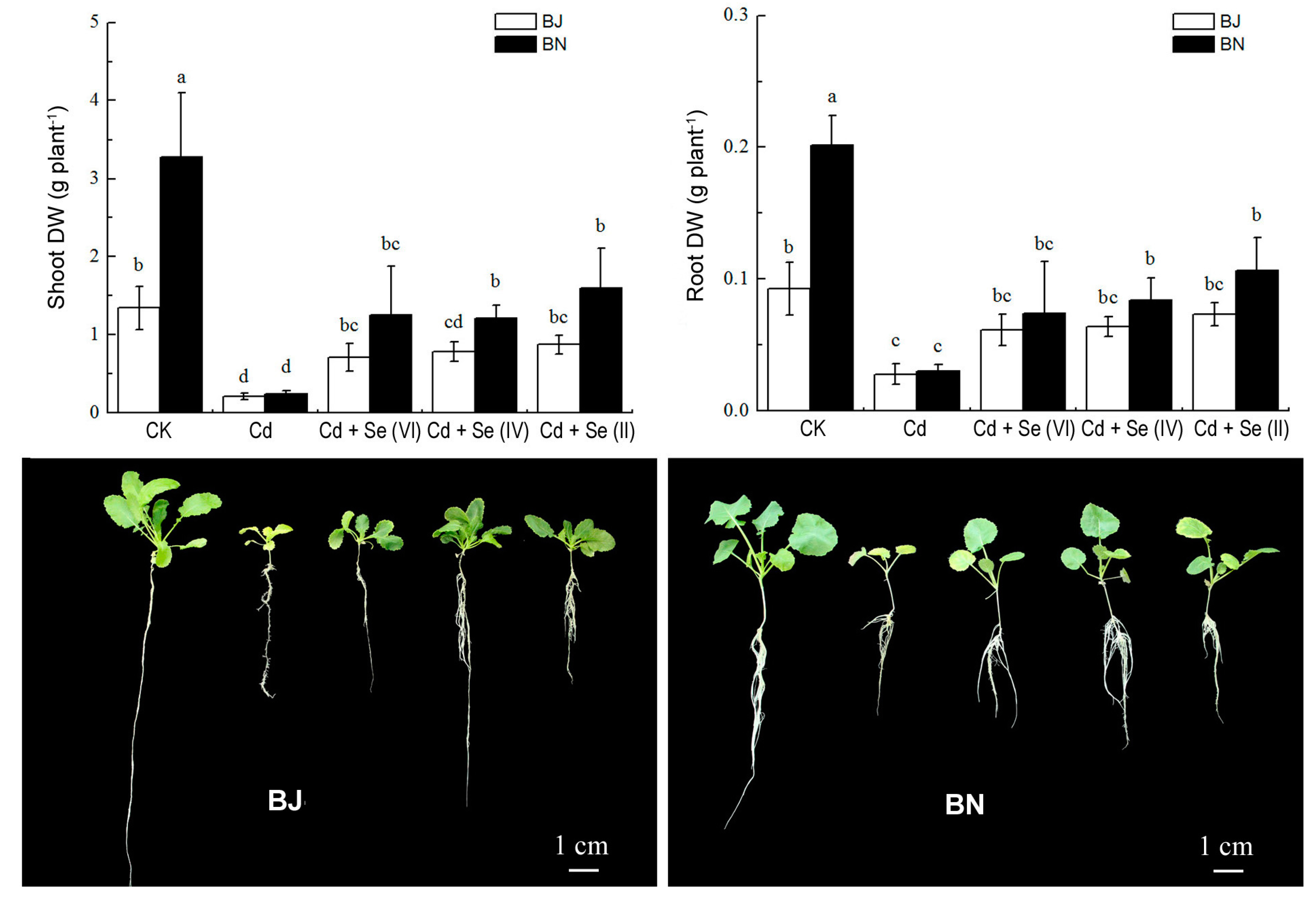 Plants 09 00904 g001 Plants 09 00904 g001