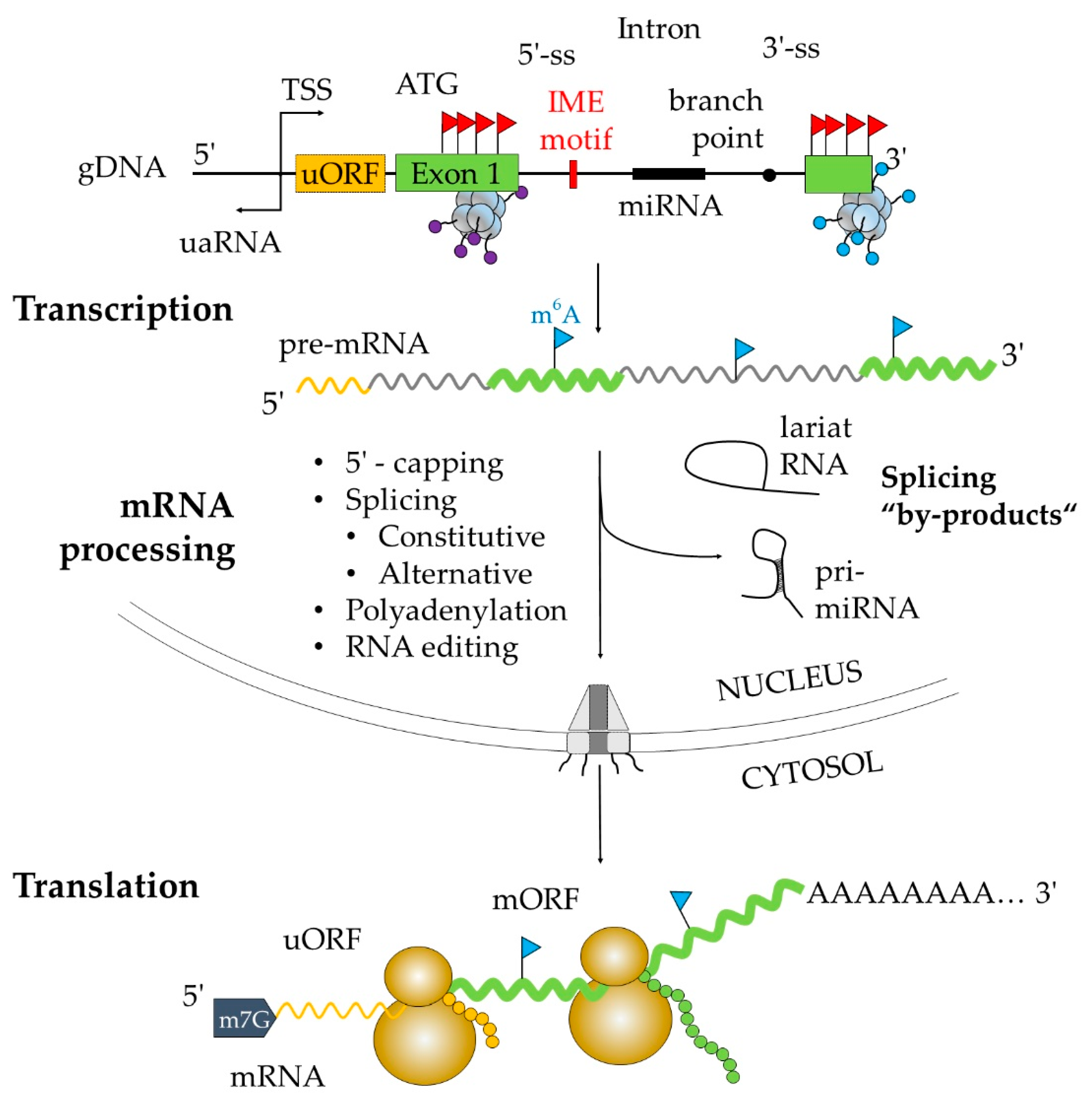 Plants 09 00911 g001 Plants 09 00911 g001