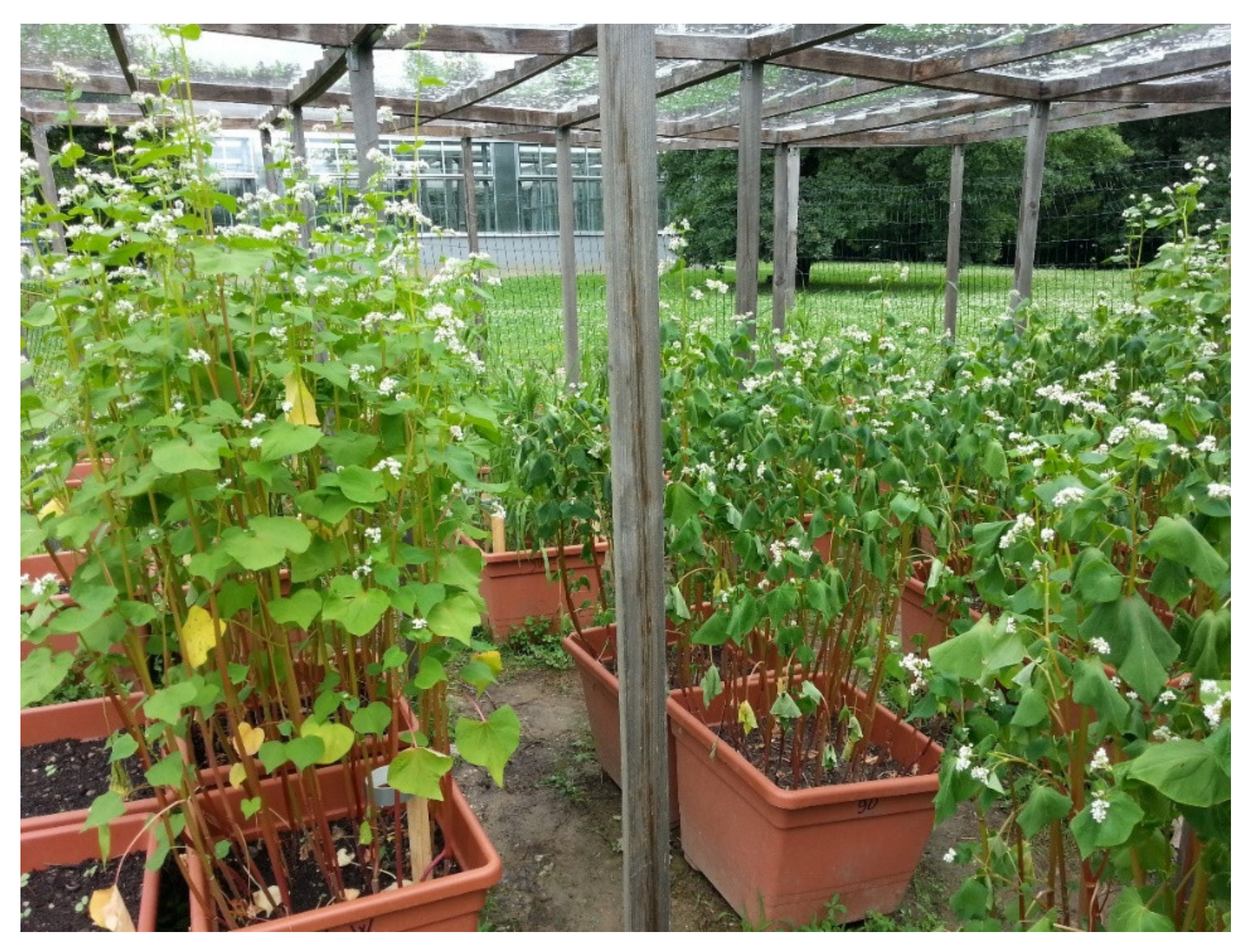 Plants 09 00917 g001