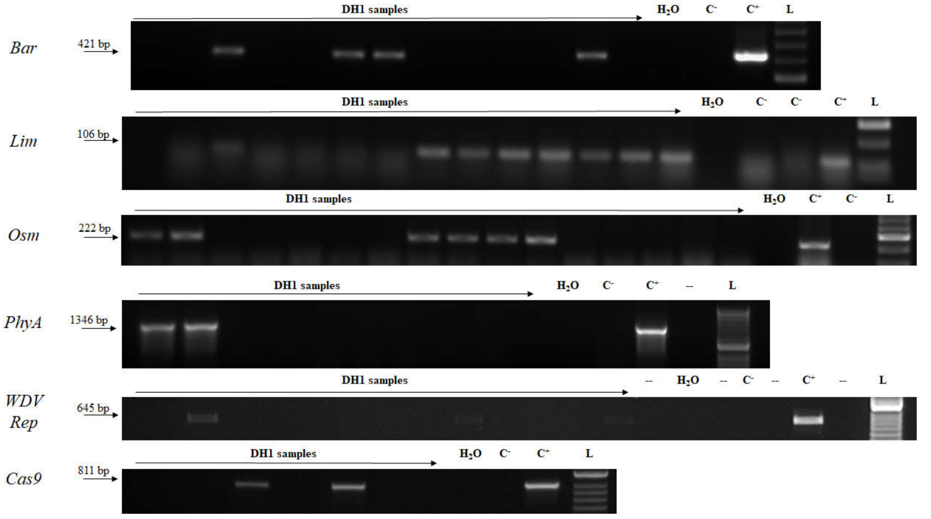 Plants 09 00918 g003