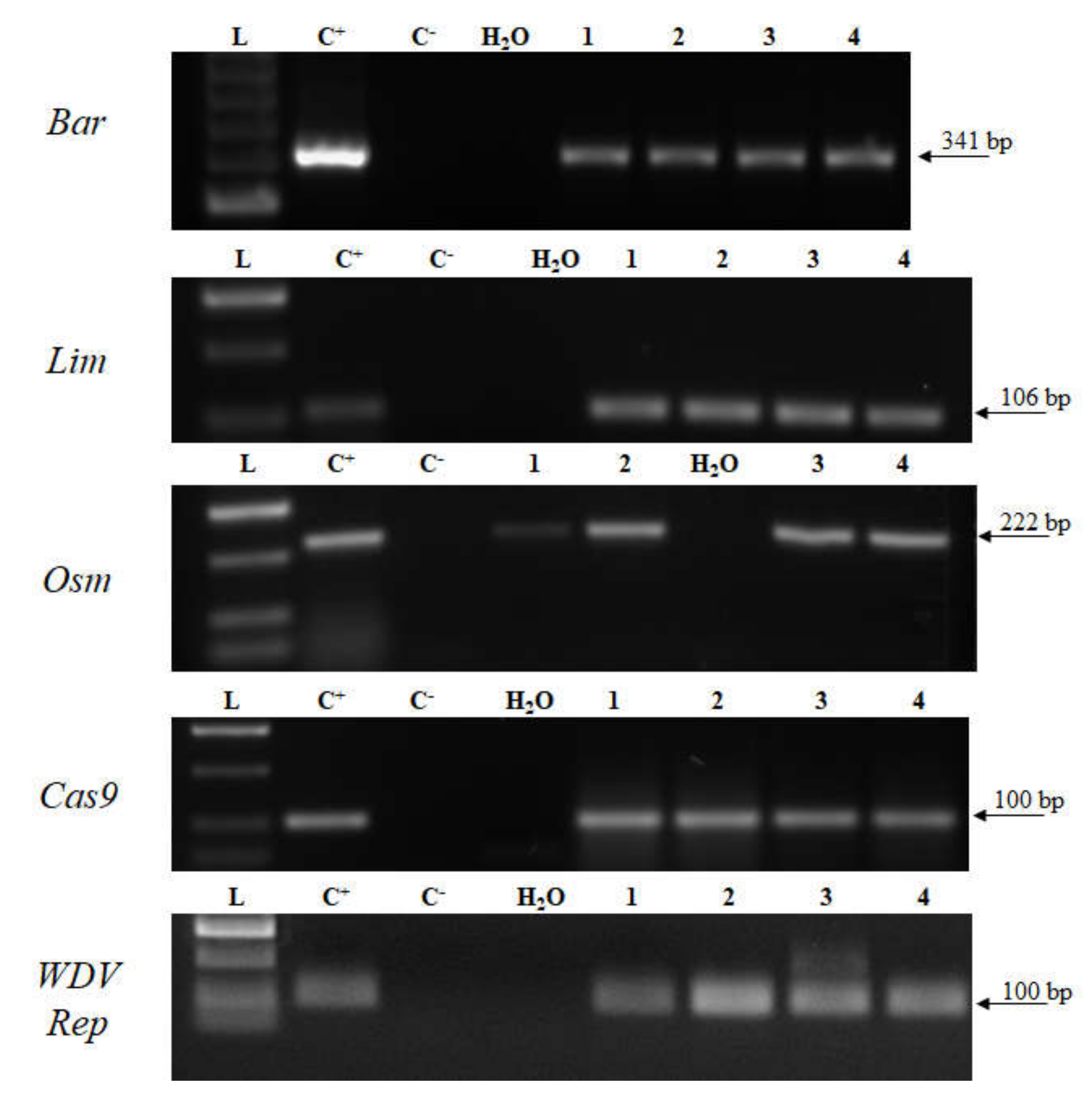 Plants 09 00918 g004