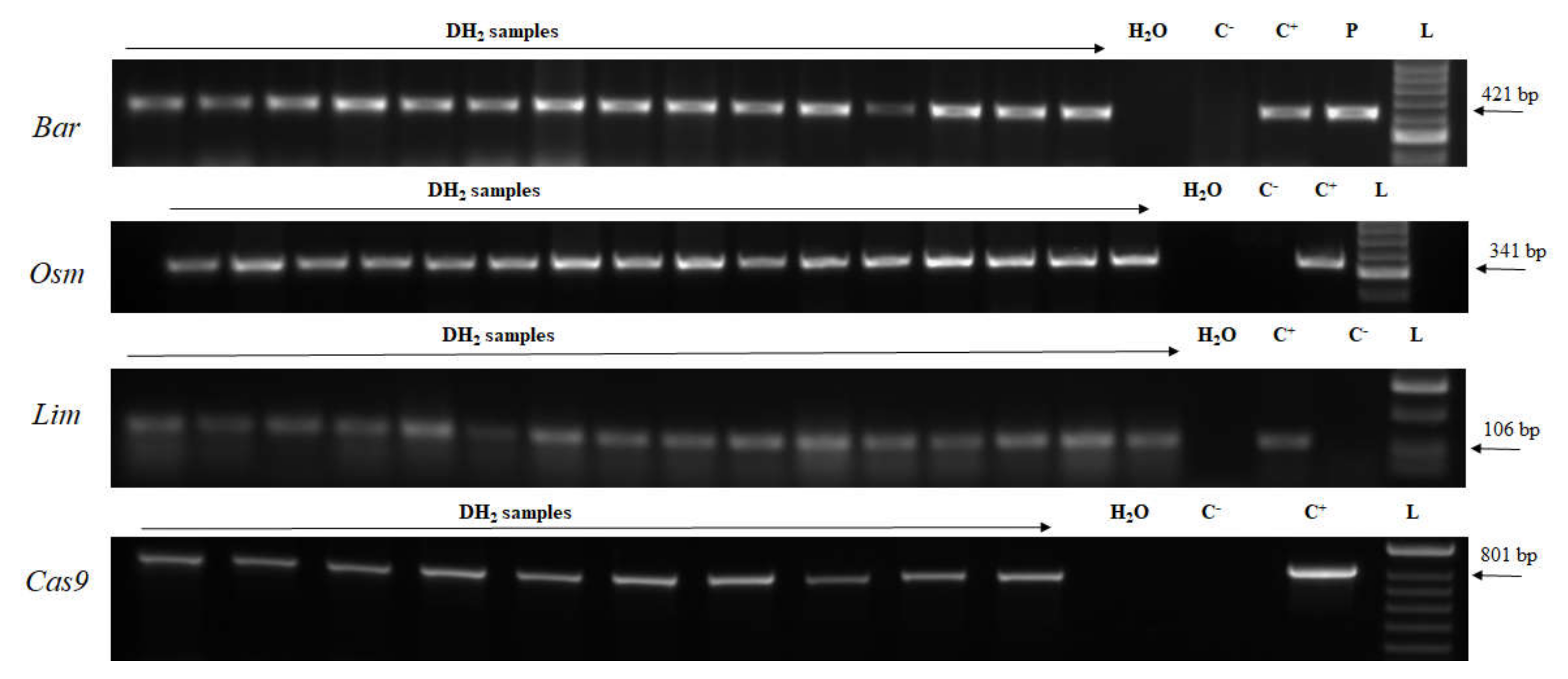 Plants 09 00918 g006