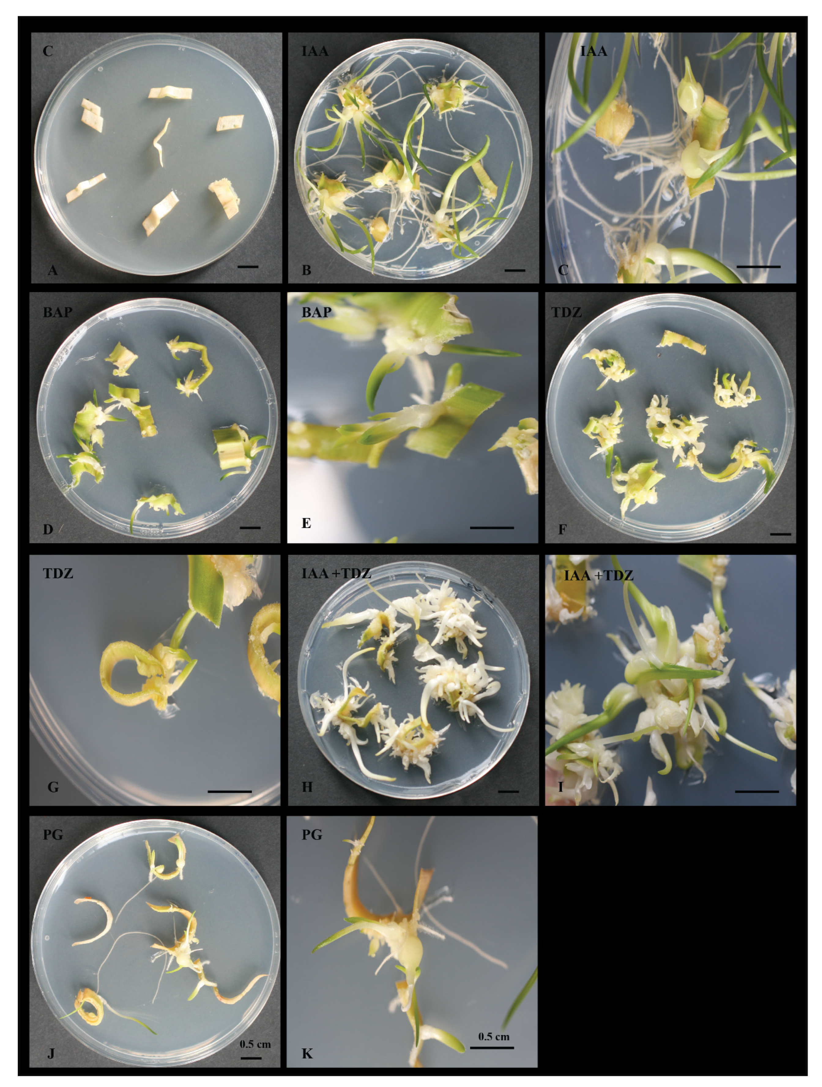 Plants 09 00929 g001 Plants 09 00929 g001