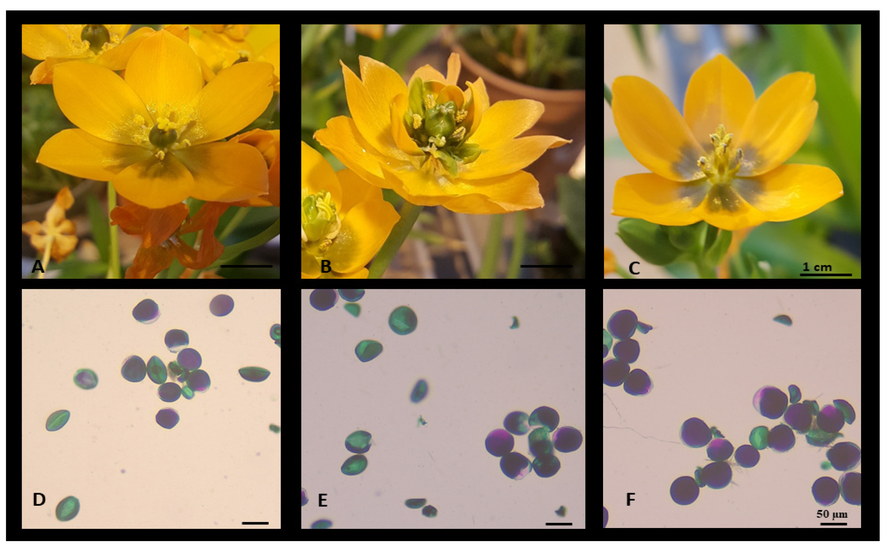 Plants 09 00929 g004 Plants 09 00929 g004