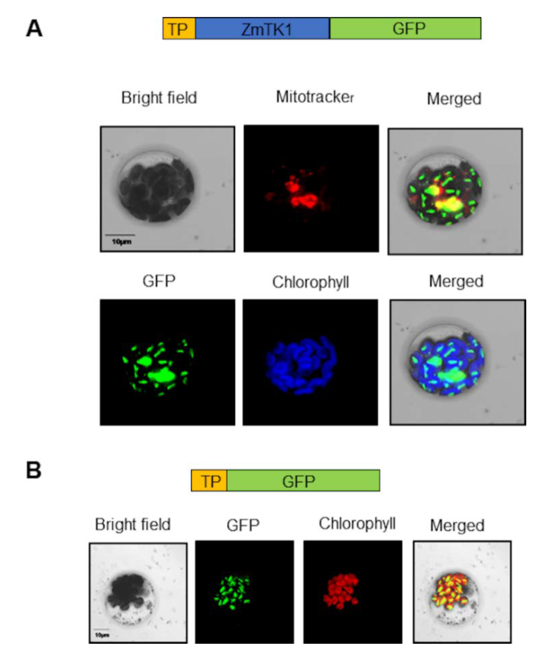 Plants 09 00930 g003