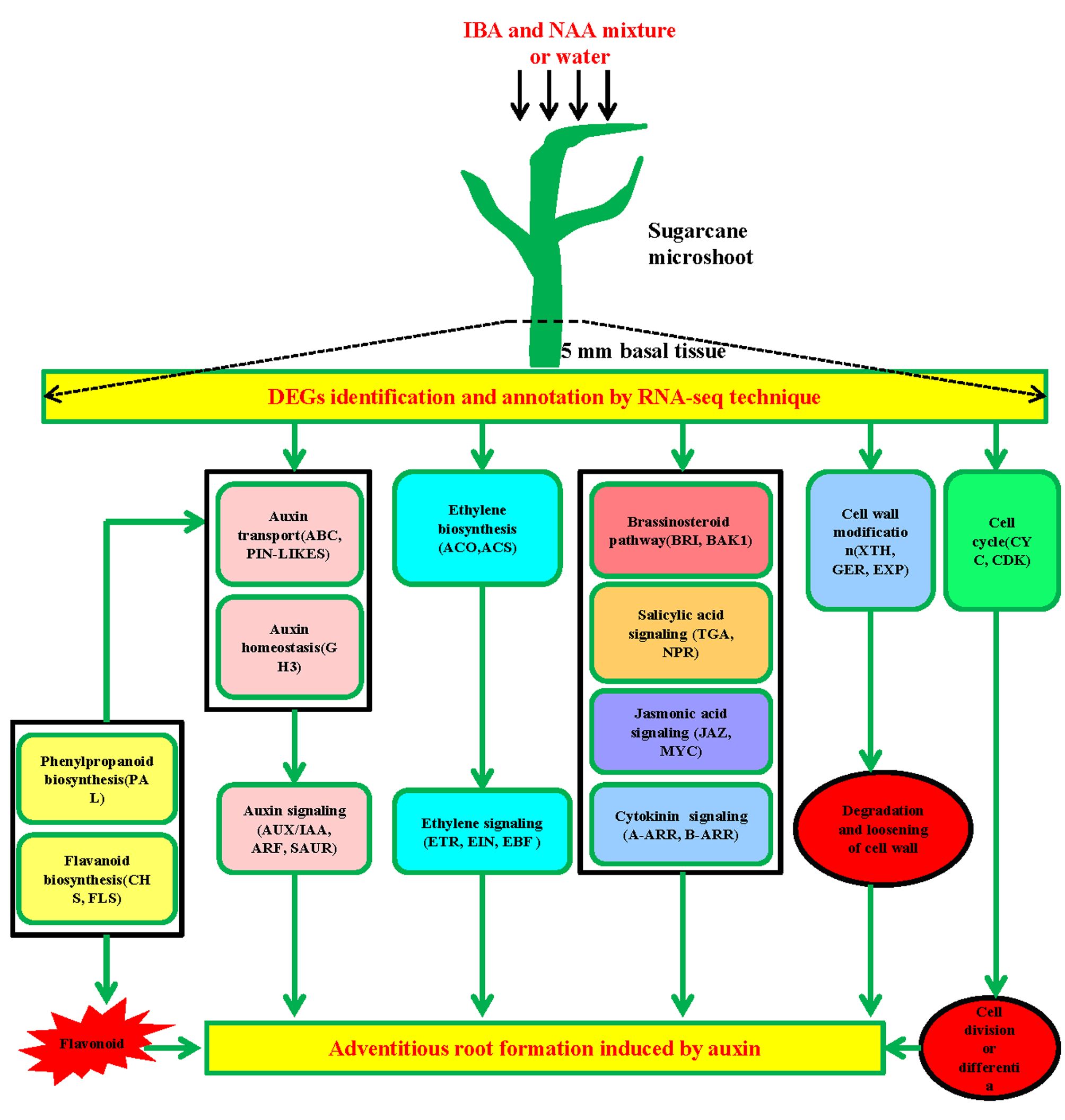 Plants Free Full Text Transcriptome Profiling Provides Molecular Insights Into Auxin Induced Adventitious Root Formation In Sugarcane Saccharum Spp Interspecific Hybrids Microshoots Html