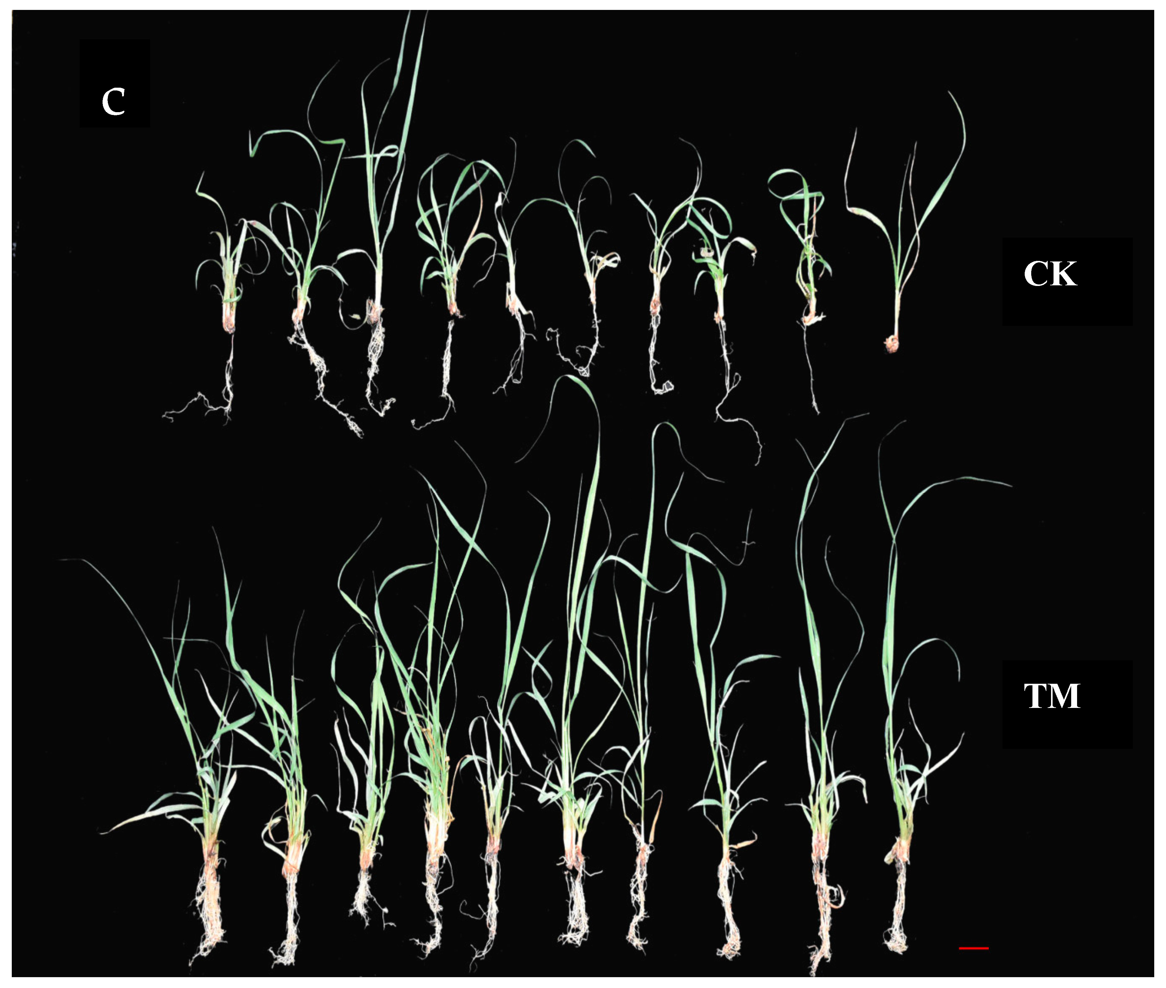 Plants 09 00931 g001b Plants 09 00931 g001b