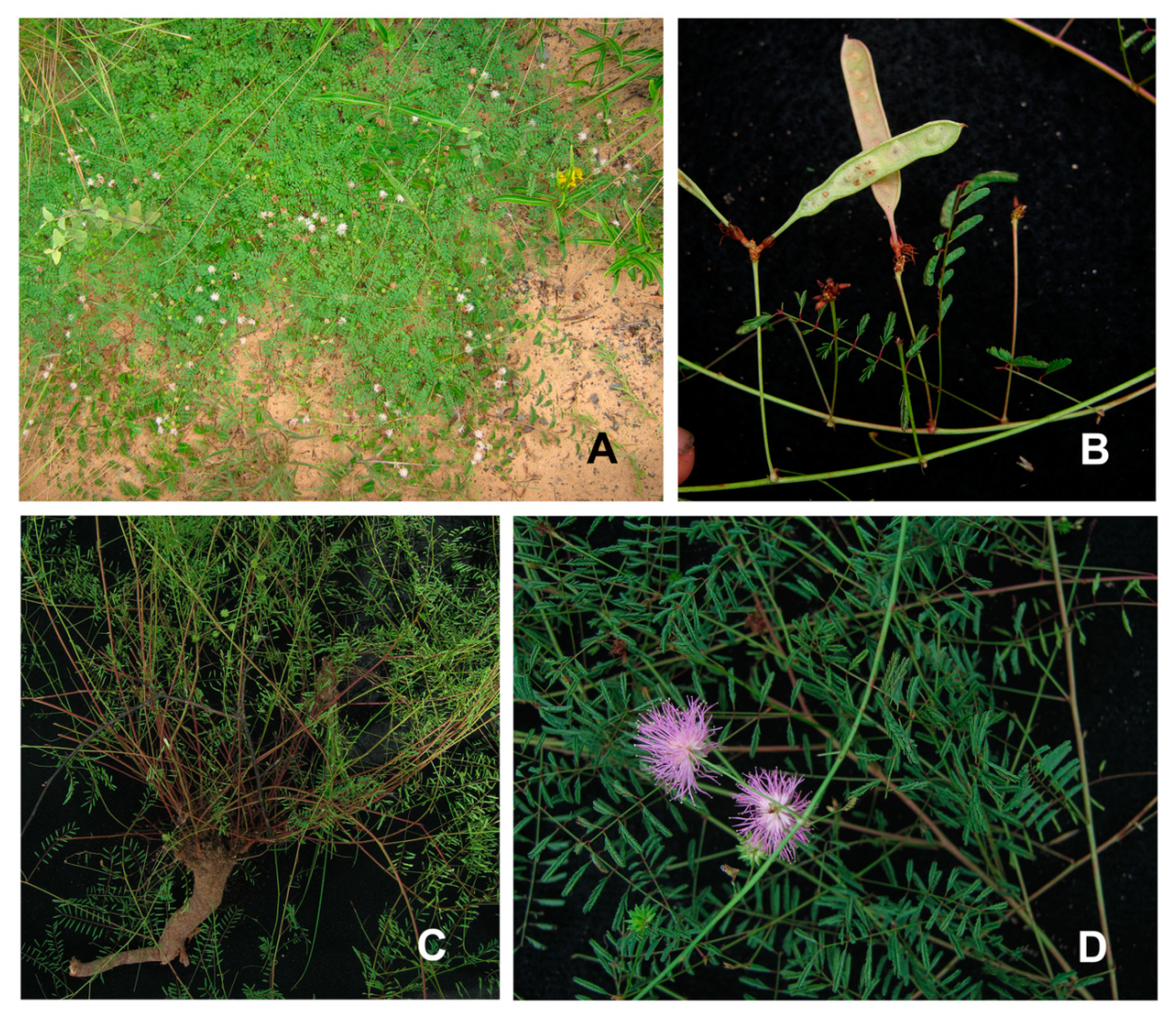 Plants 09 00934 g002