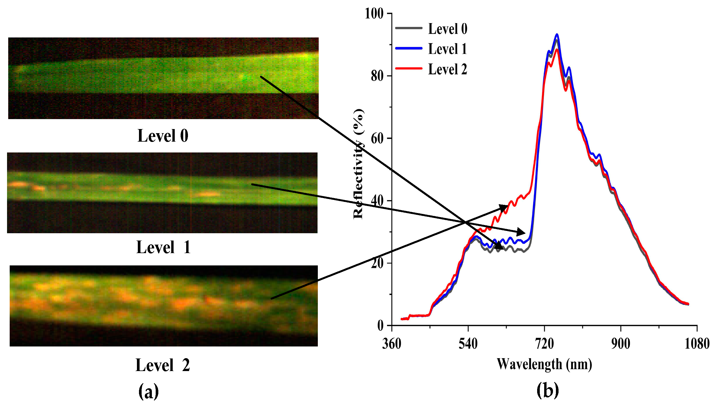 Plants 09 00936 g005