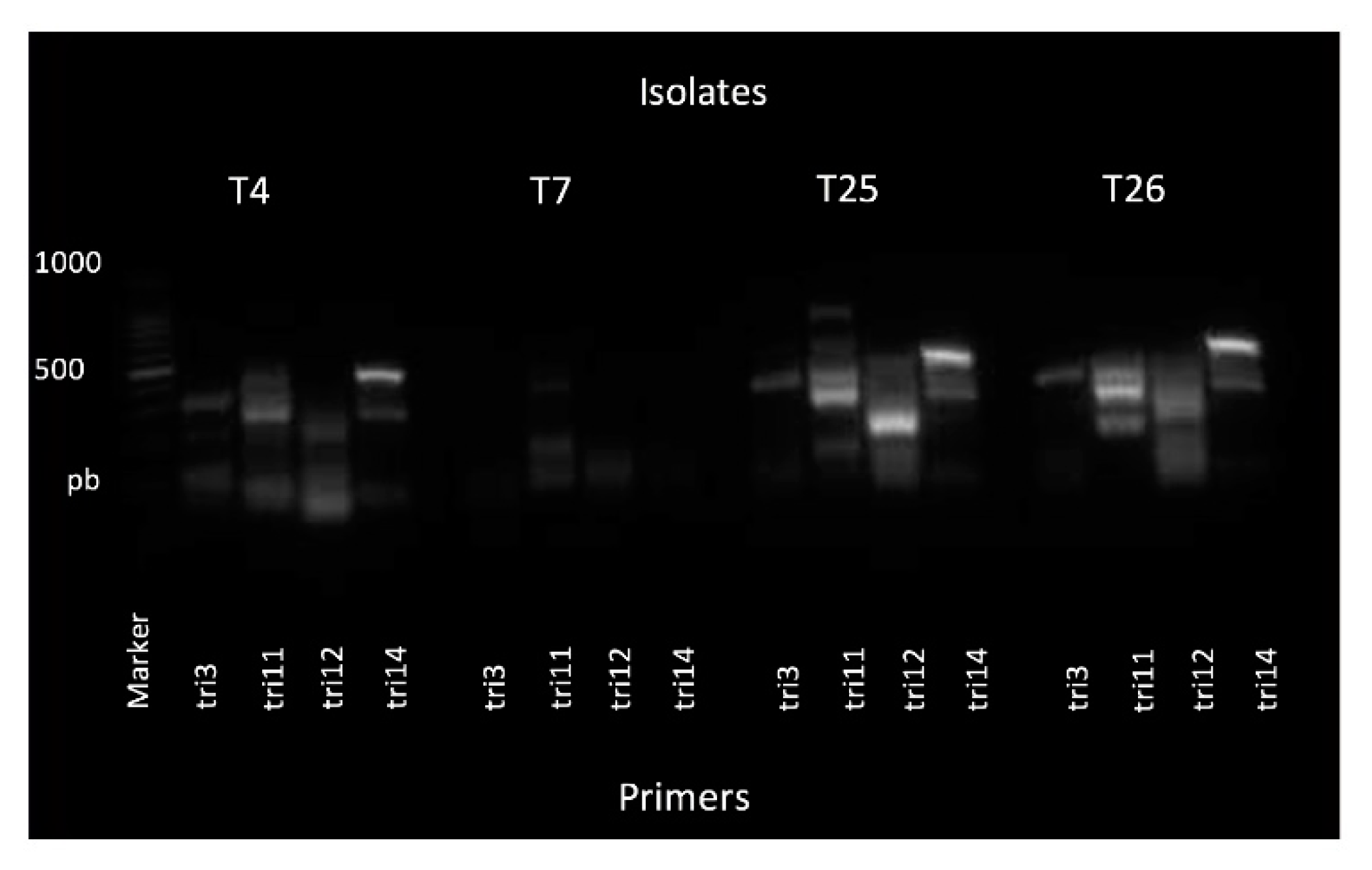Plants 09 00941 g004