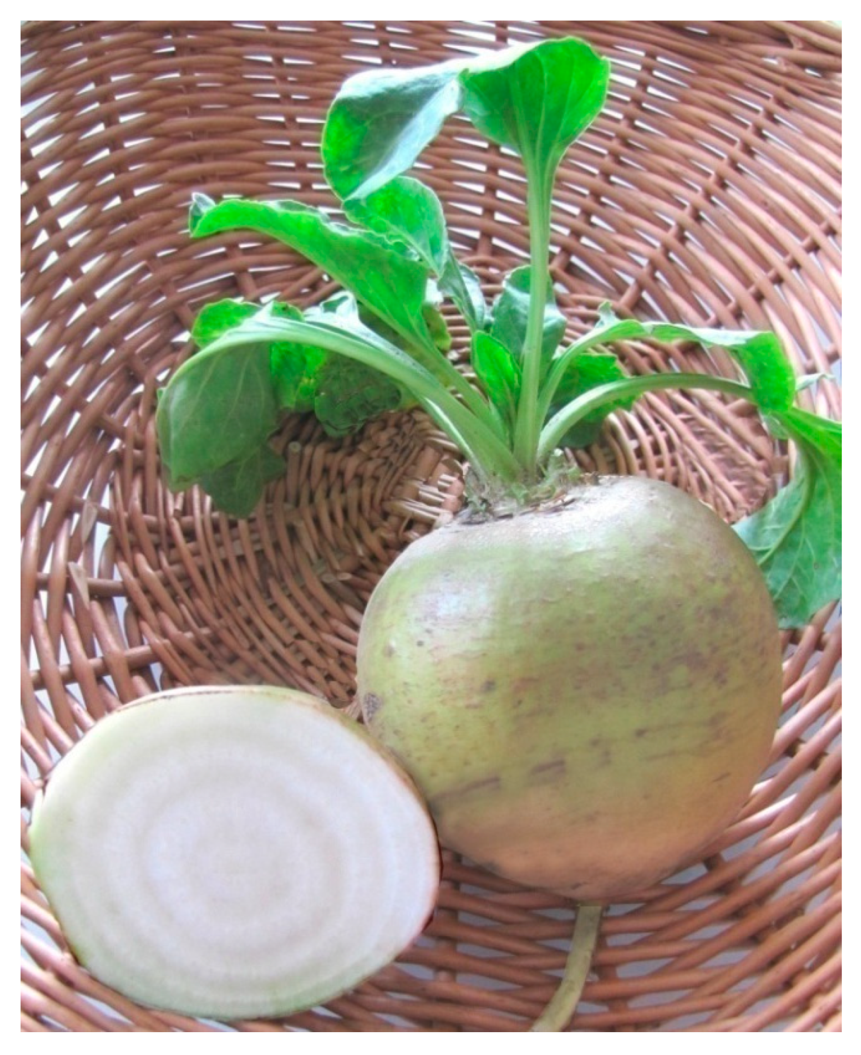 Plants 09 00944 g001