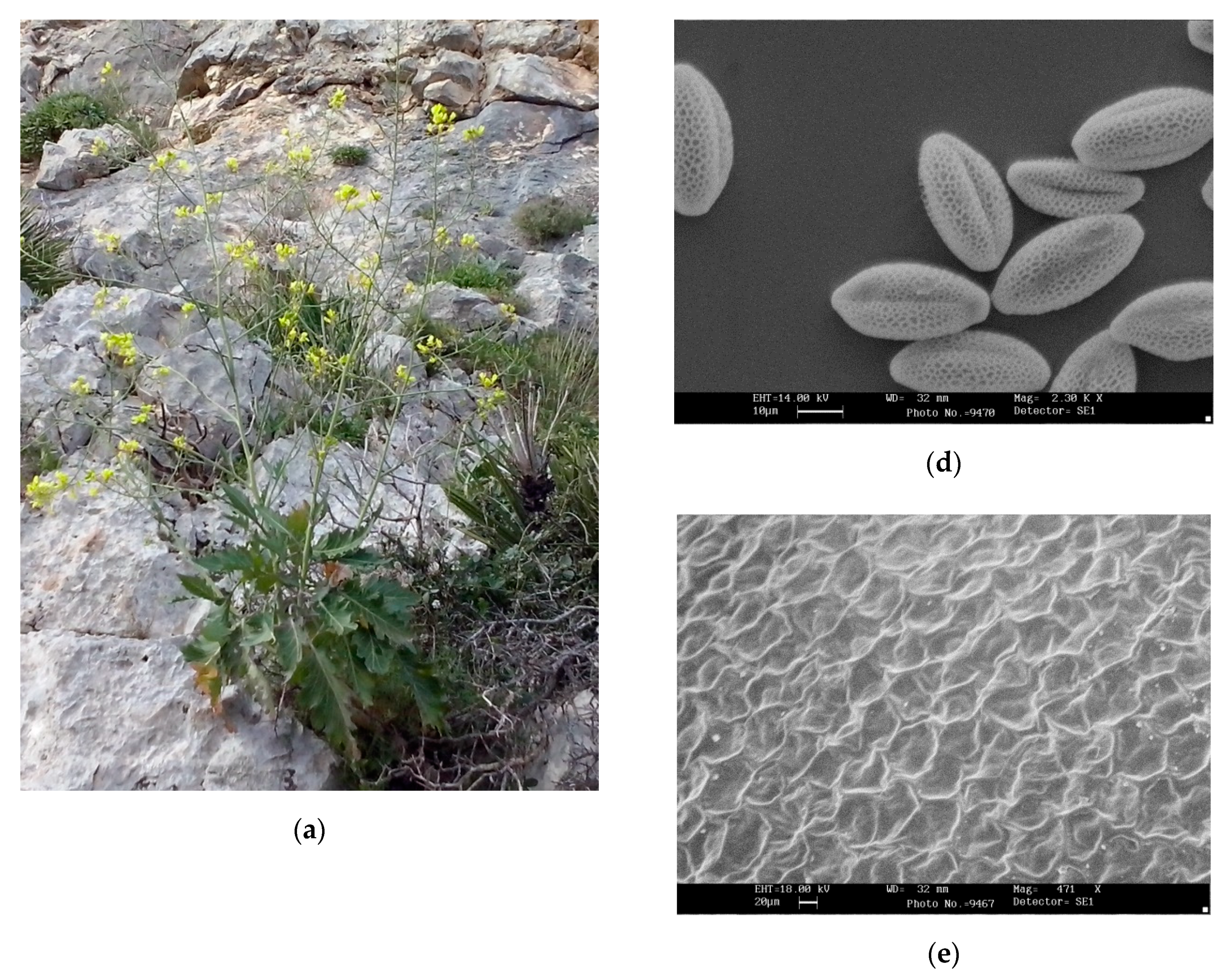 Plants 09 00947 g001a Plants 09 00947 g001a