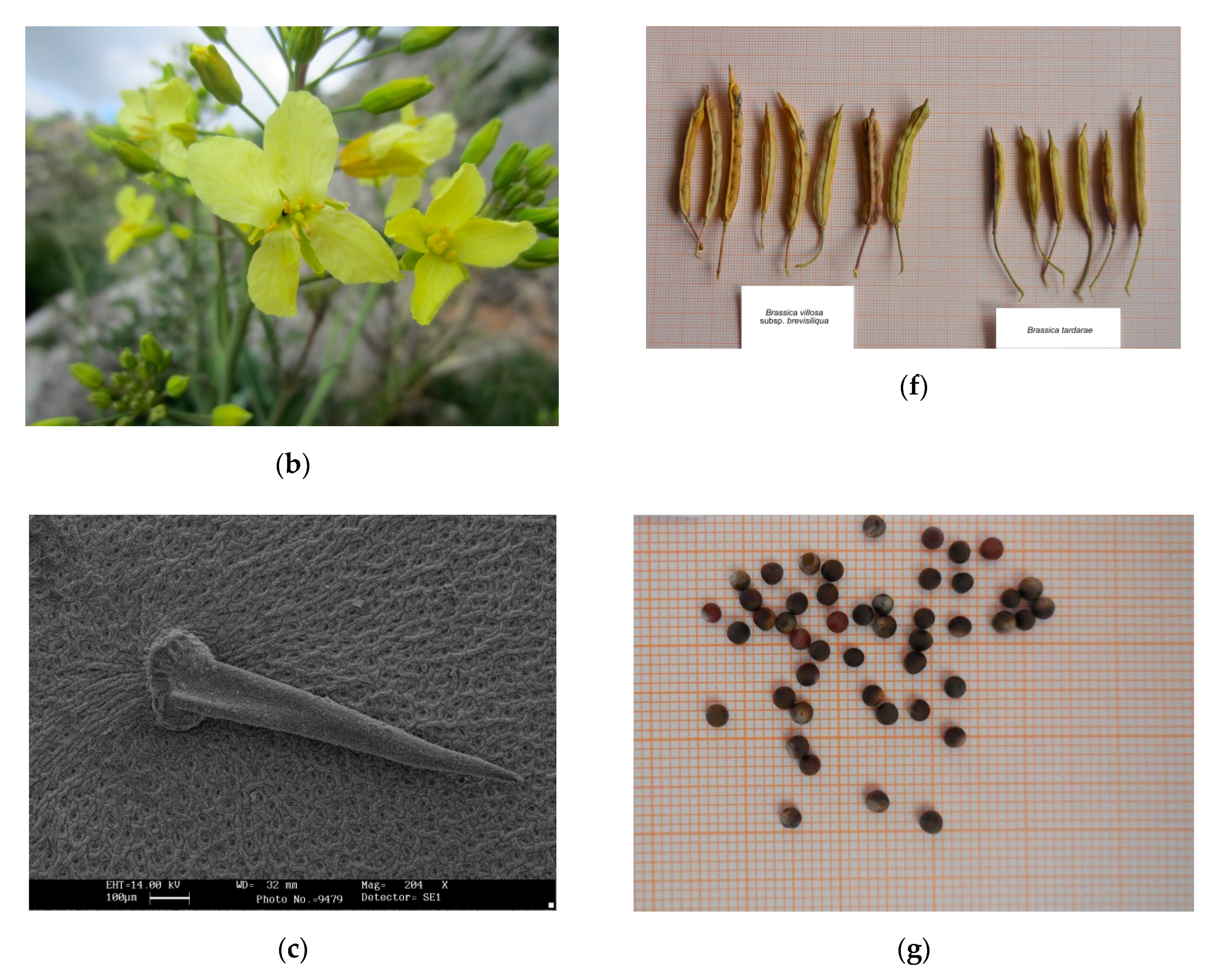 Plants 09 00947 g001b Plants 09 00947 g001b