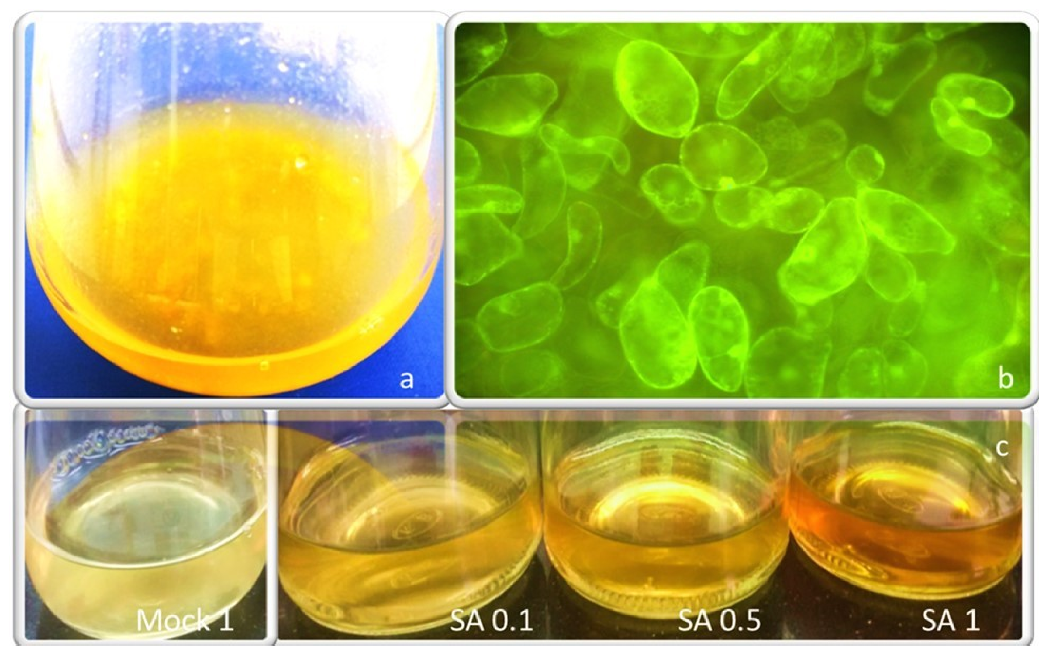 Plants 09 00949 g002