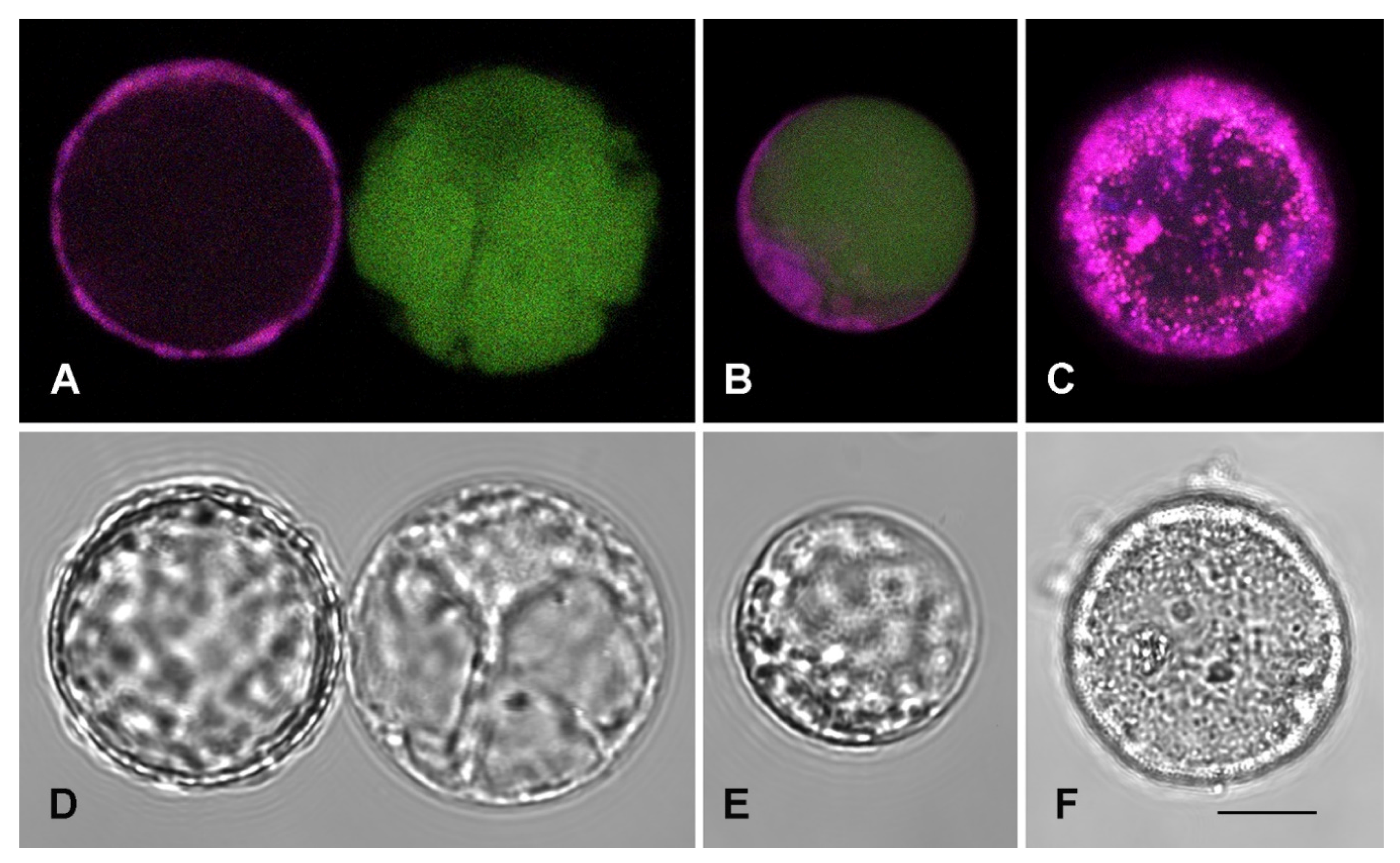 Plants 09 00949 g005