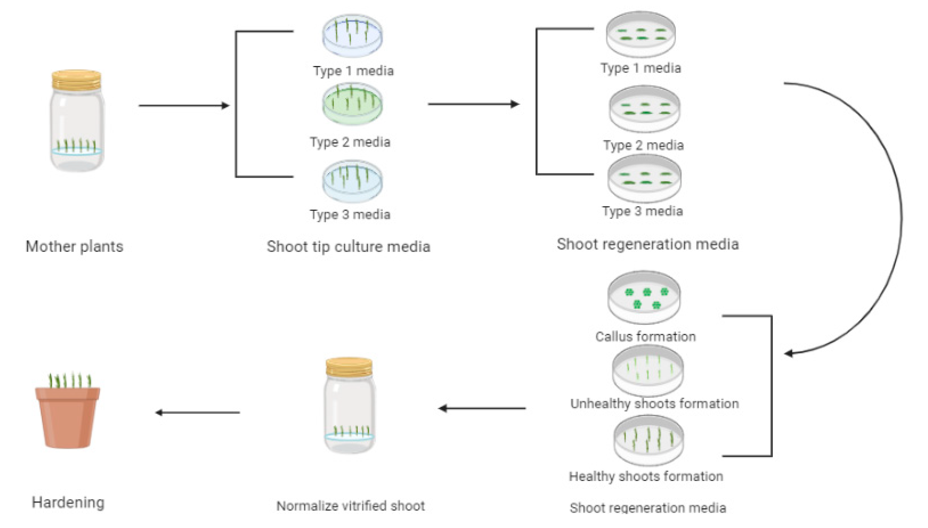 Plants 09 00950 g003